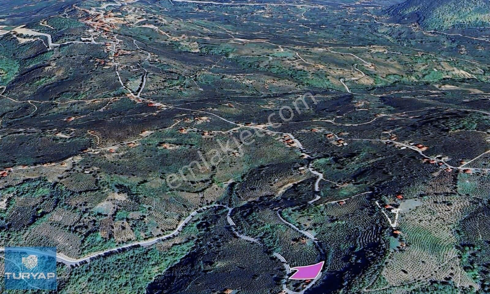 Ordu Ulubey Satılık Fındık Bahçesi. Yatırımlık Fırsat. - Görsel 2