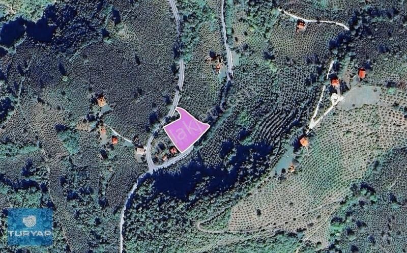 Ordu Ulubey Satılık Fındık Bahçesi. Yatırımlık Fırsat. - Görsel 5