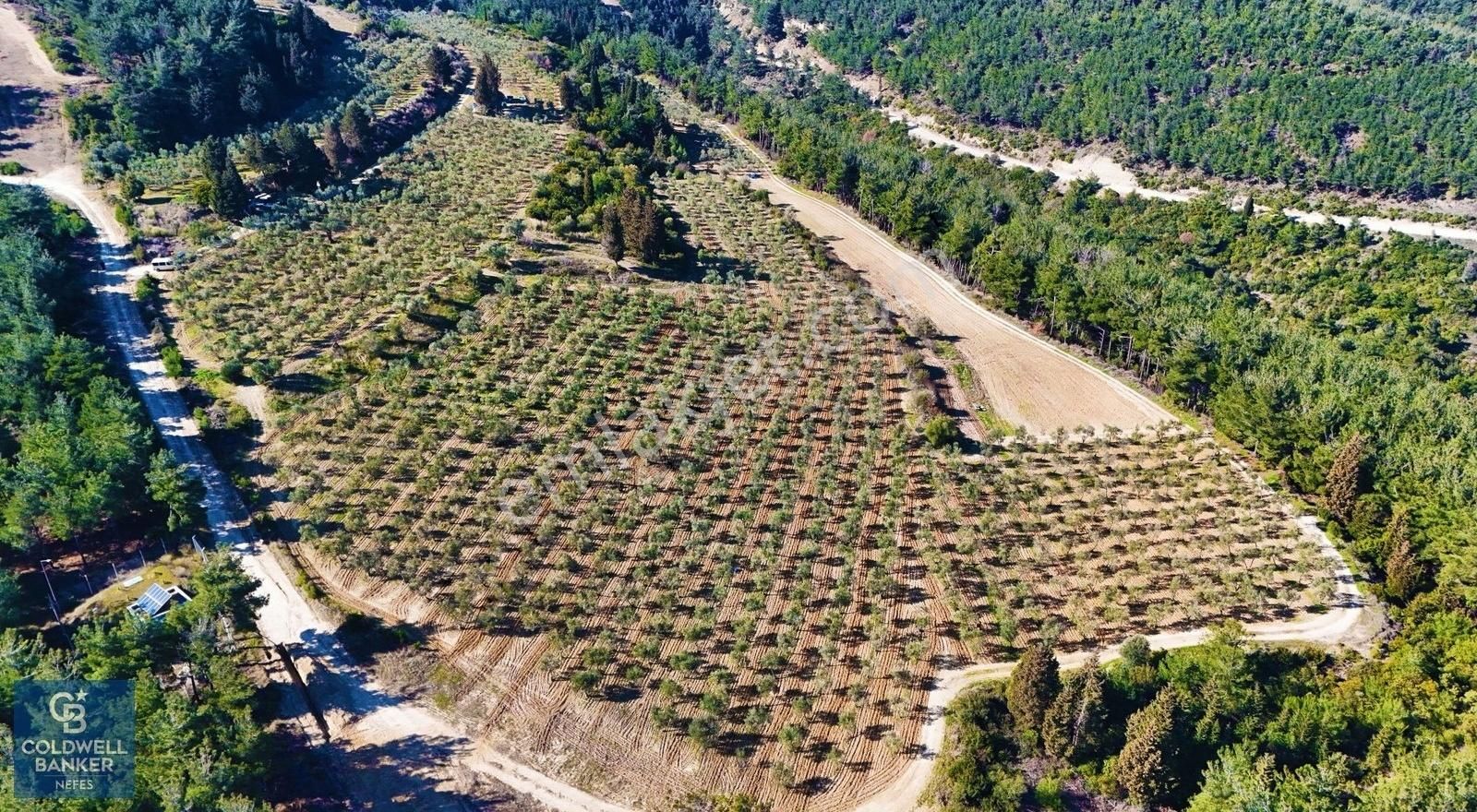 Çanakkale Kilitbahir'de Deniz Manzaralı Tarla Ve Zeytinlik