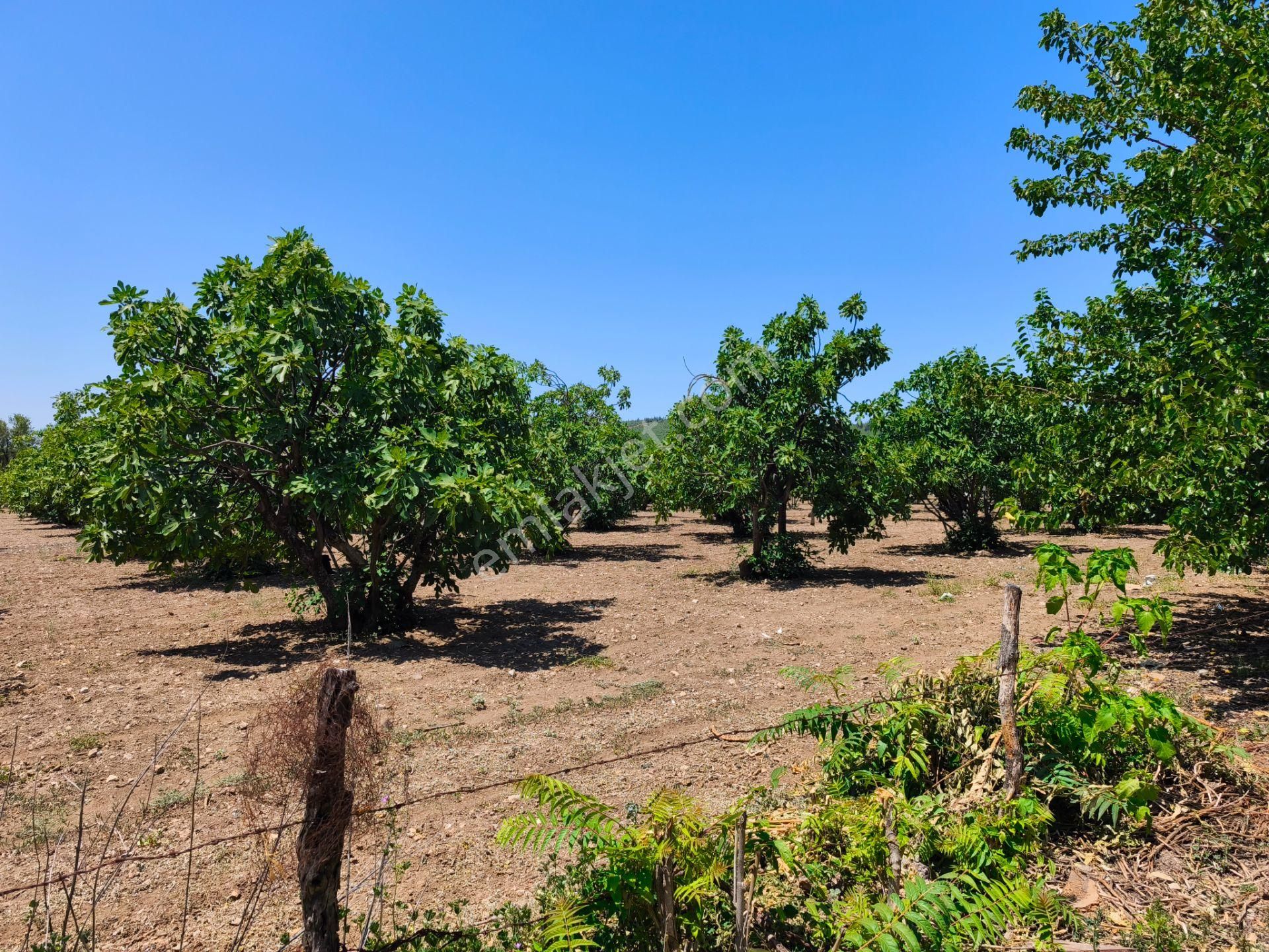 Selçuk / Çamlık’da, İmar Sınırında Satılık 9169 M² Arazi… - Görsel 13