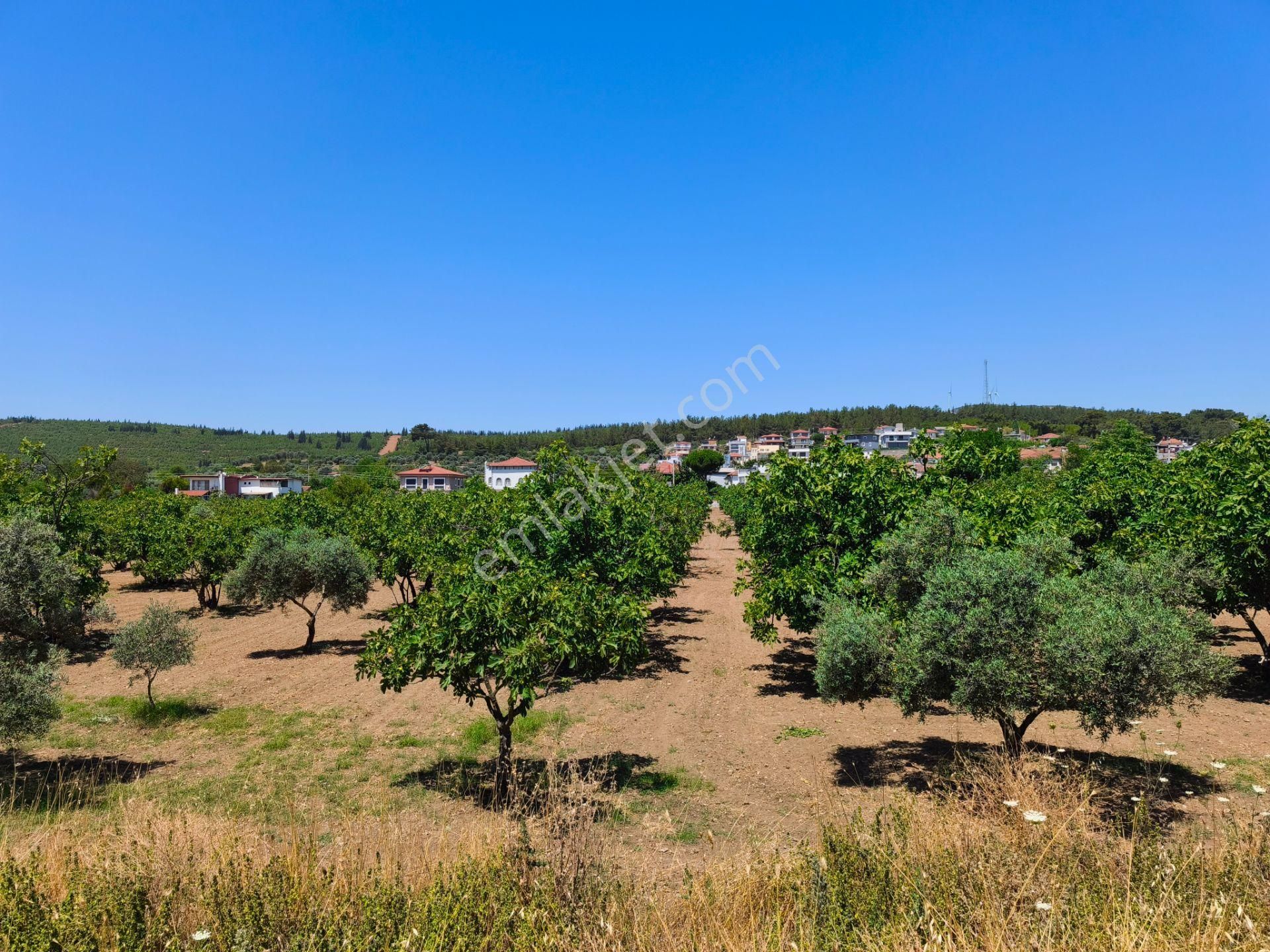 Selçuk / Çamlık’da, İmar Sınırında Satılık 9169 M² Arazi… - Görsel 2