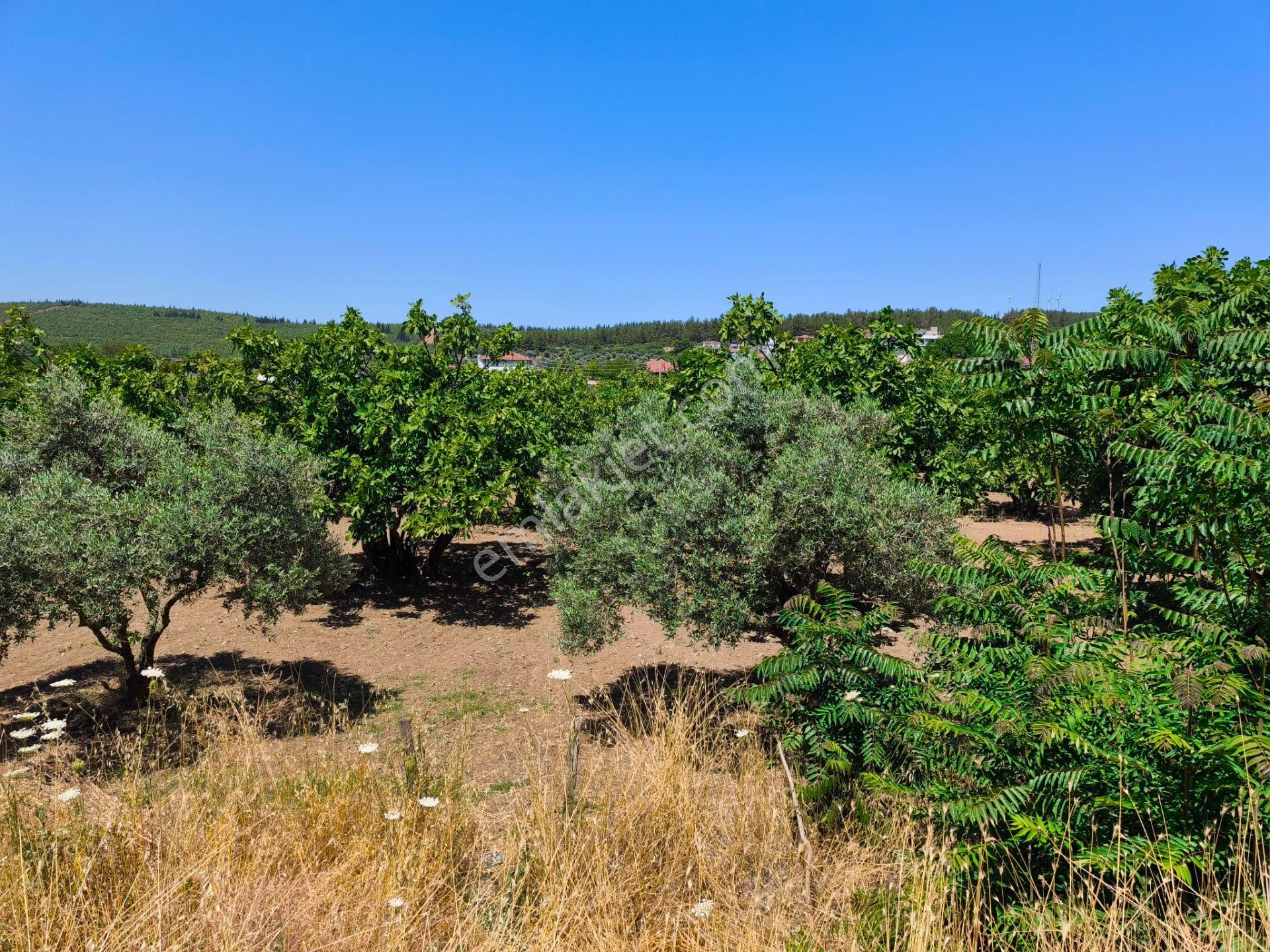 Selçuk / Çamlık’da, İmar Sınırında Satılık 9169 M² Arazi… - Görsel 10