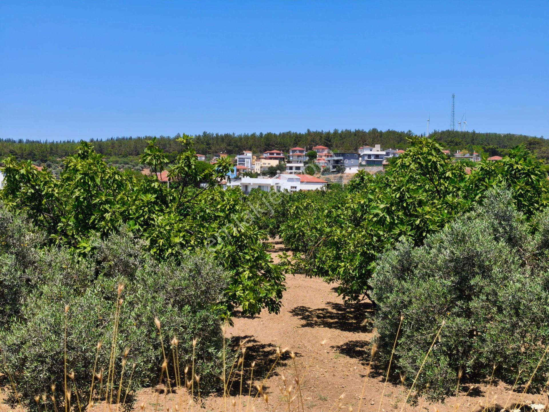 Selçuk / Çamlık’da, İmar Sınırında Satılık 9169 M² Arazi… - Görsel 16