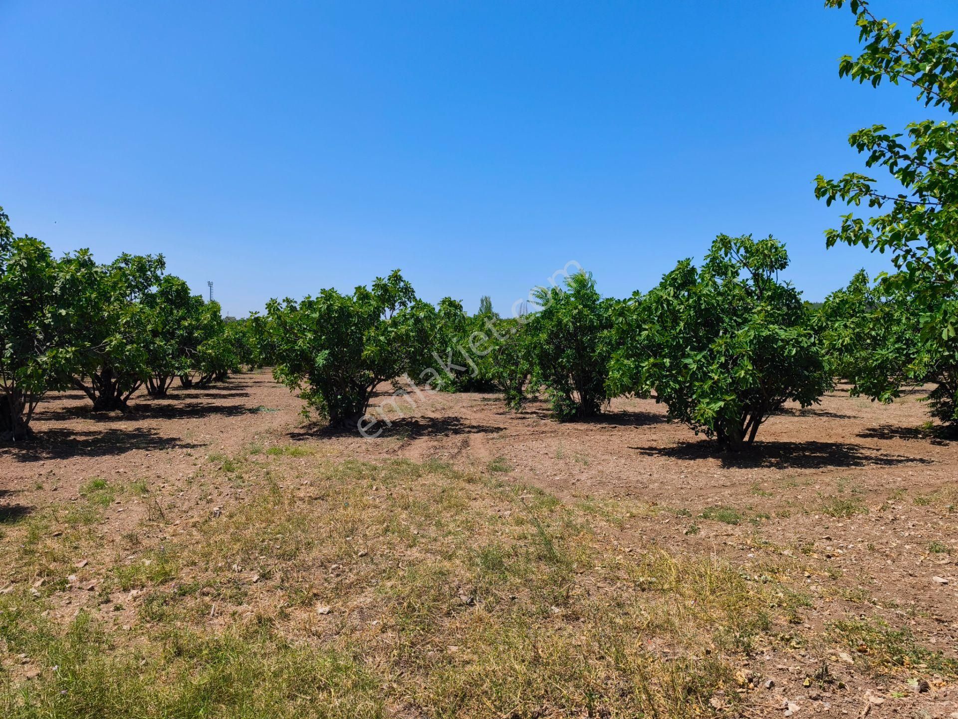 Selçuk / Çamlık’da, İmar Sınırında Satılık 9169 M² Arazi… - Görsel 12