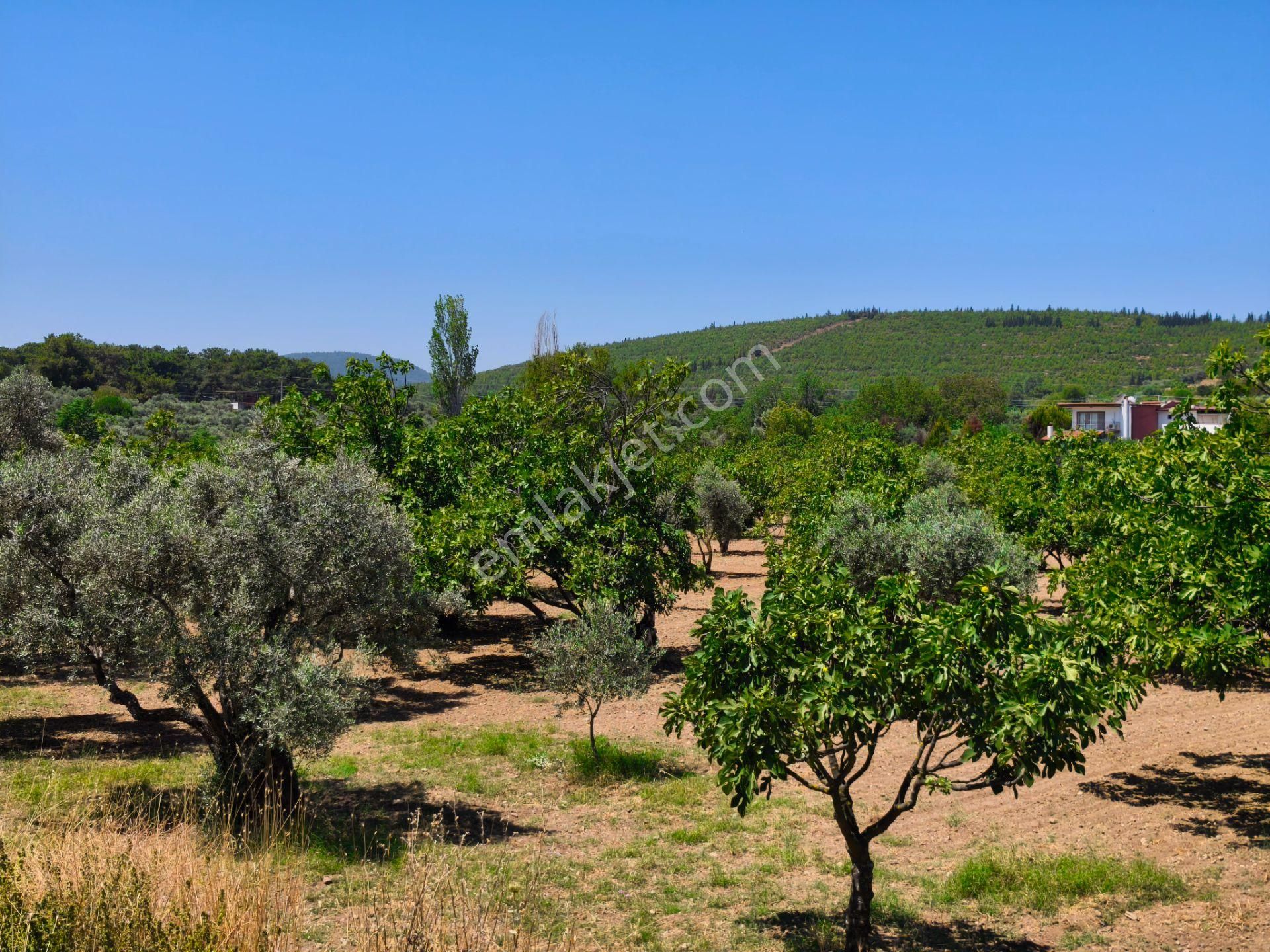 Selçuk / Çamlık’da, İmar Sınırında Satılık 9169 M² Arazi… - Görsel 3