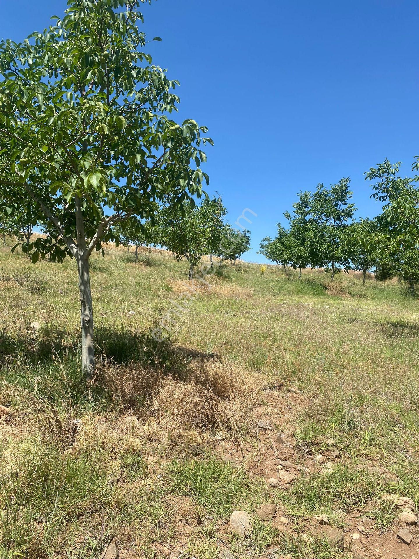 Burdur Yeşilova Önercikte 7.700m Satılık Tarla - Görsel 2