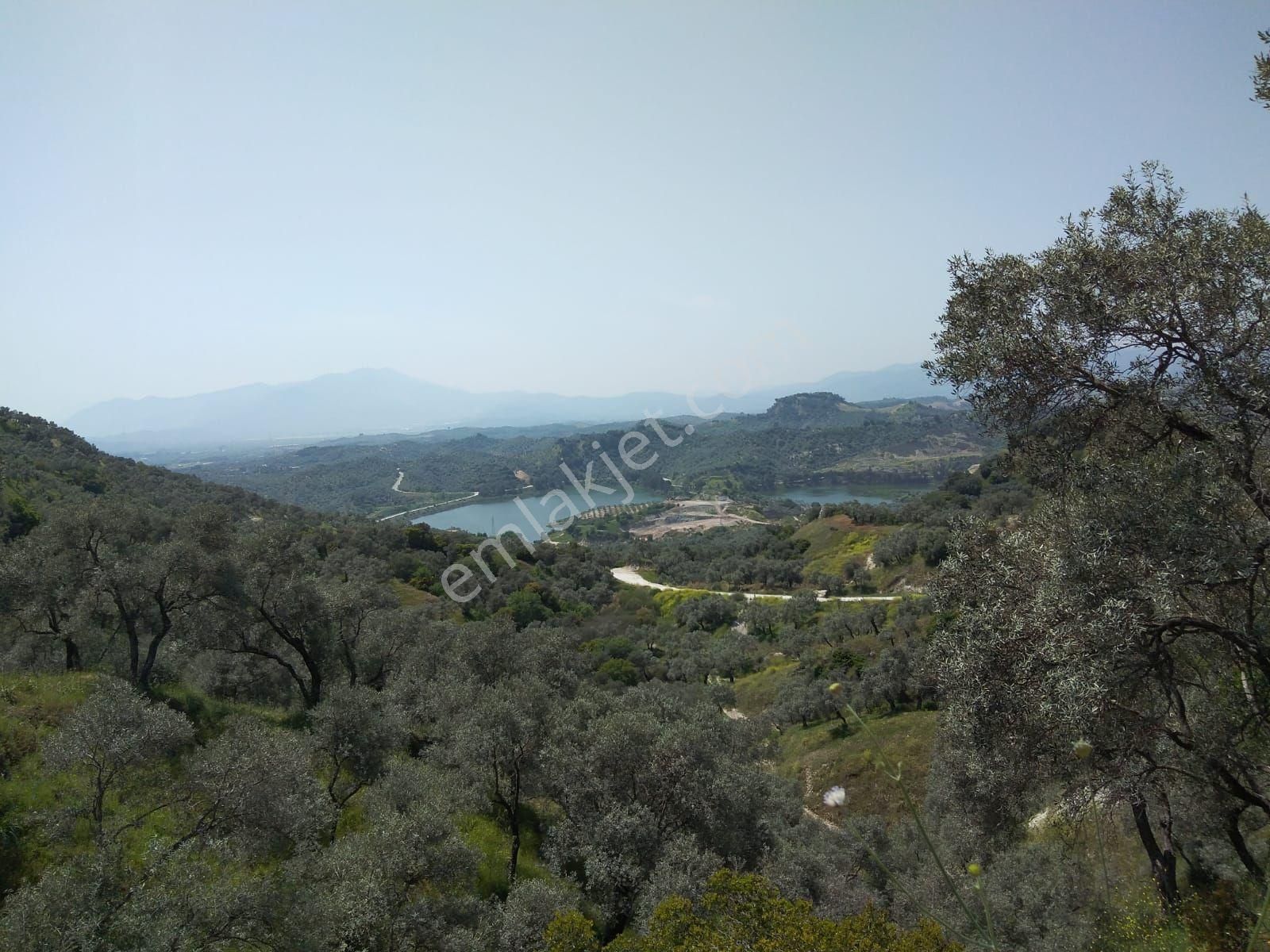 4800 Metre Zeytinlik