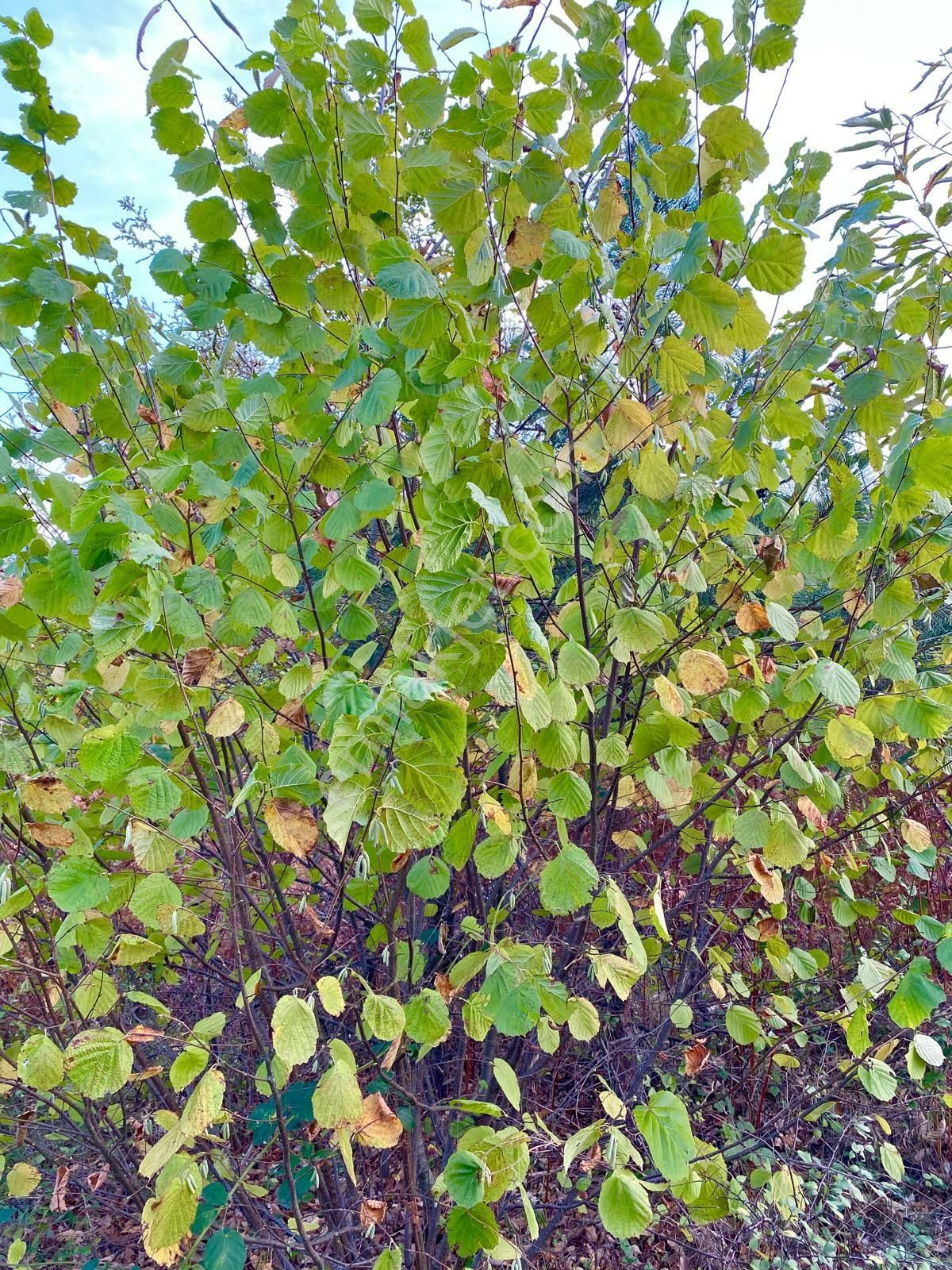 Inegöl De Satılık Tarla - Görsel 11