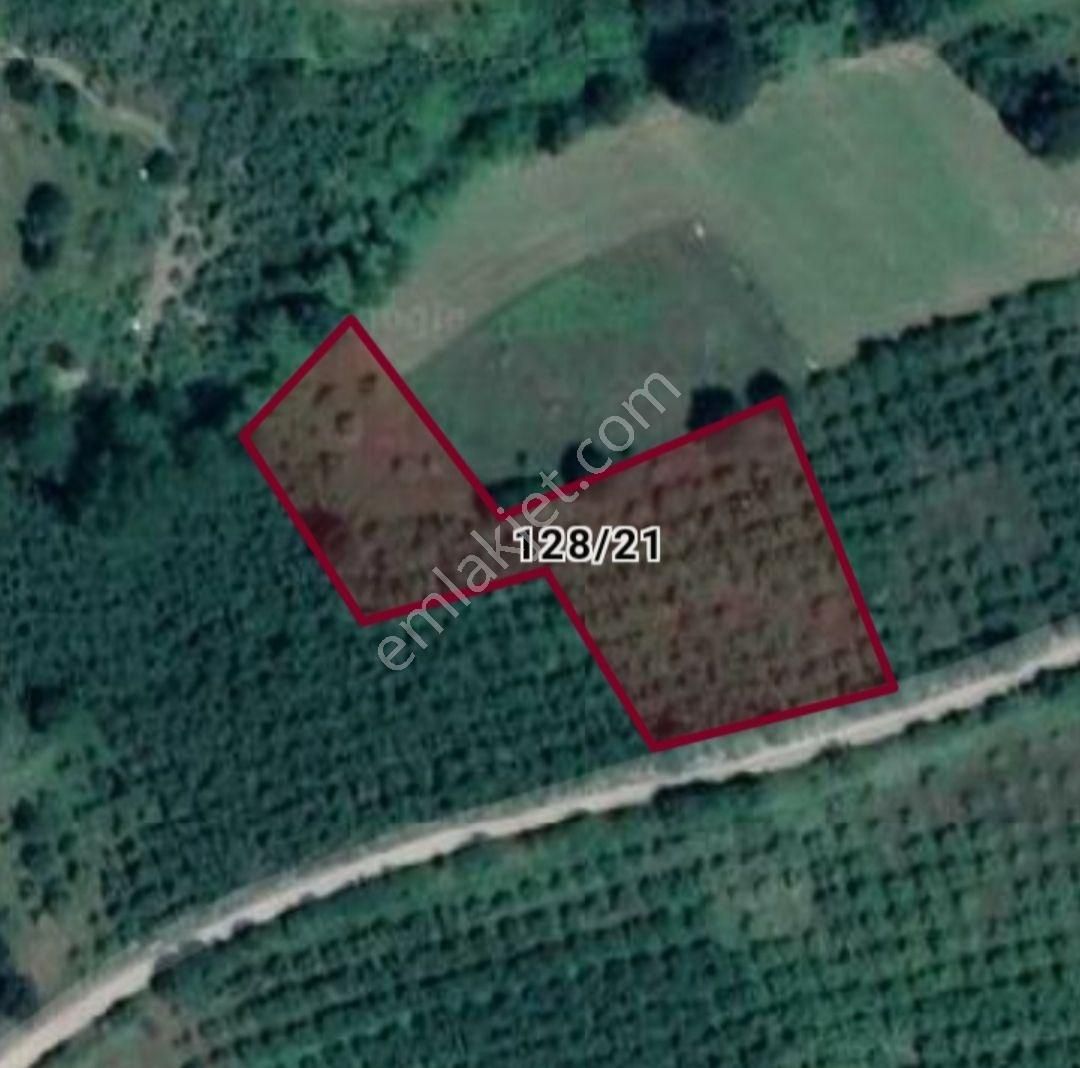 Yola 40 Metre Cepheli Fındıklık