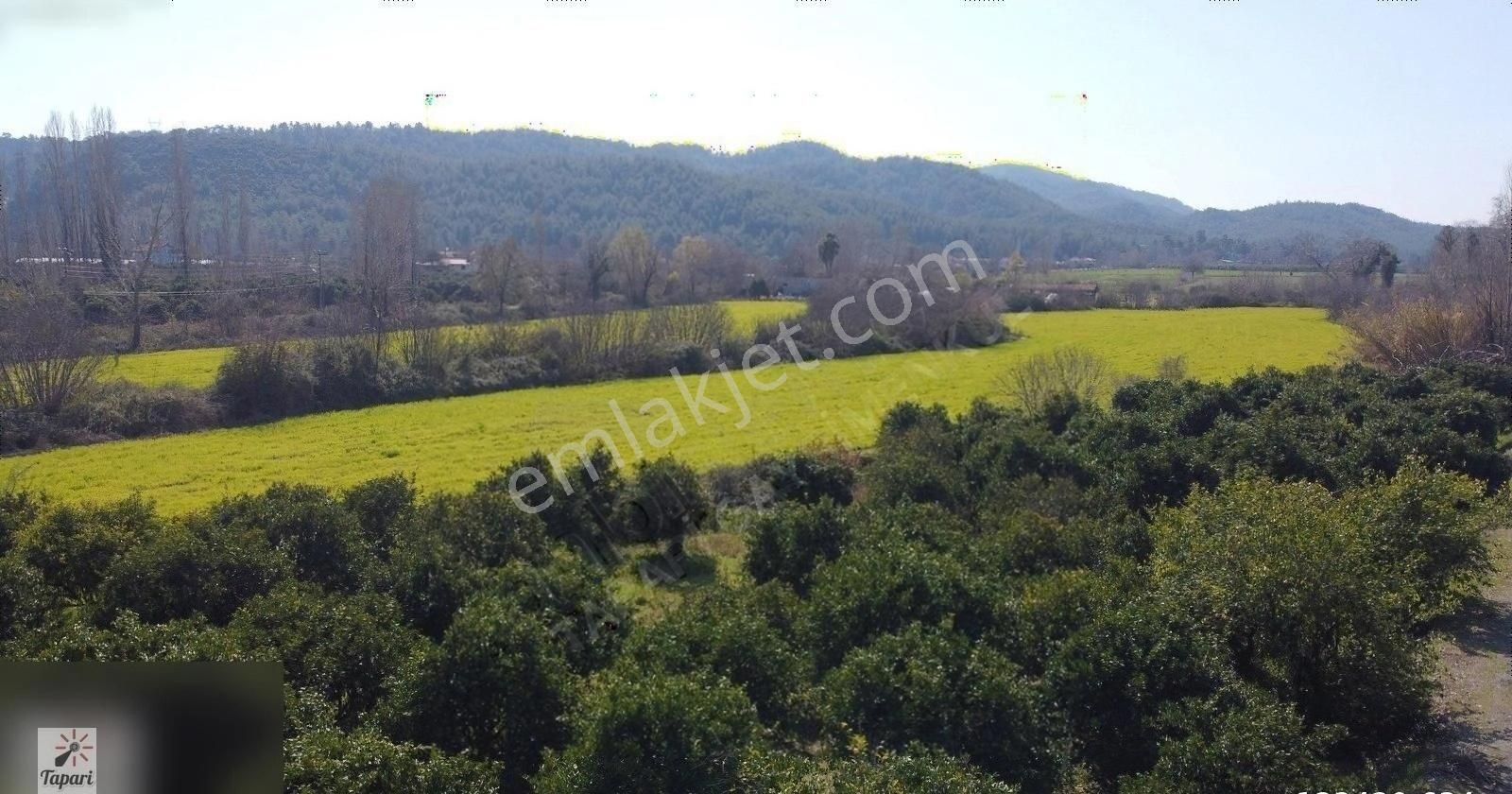 Tapariden Köyceğiz Mah. 1328 M Satılık Portakal Bahçesi