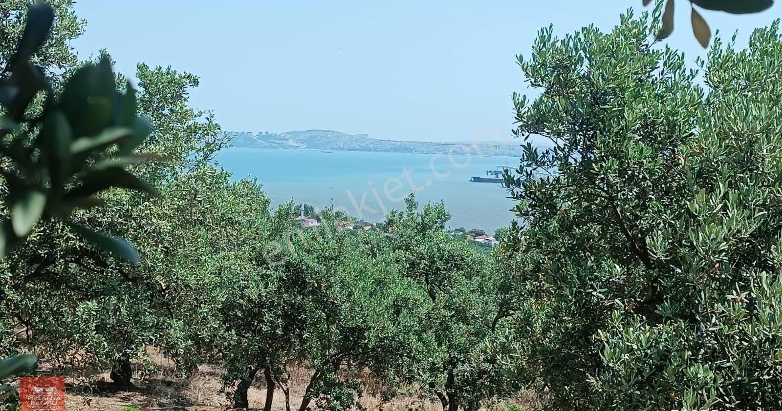Balıkesir Erdek Hamamlı Mah. 5.927 M2 Satılık Zeytinlik Deniz Manzaralı