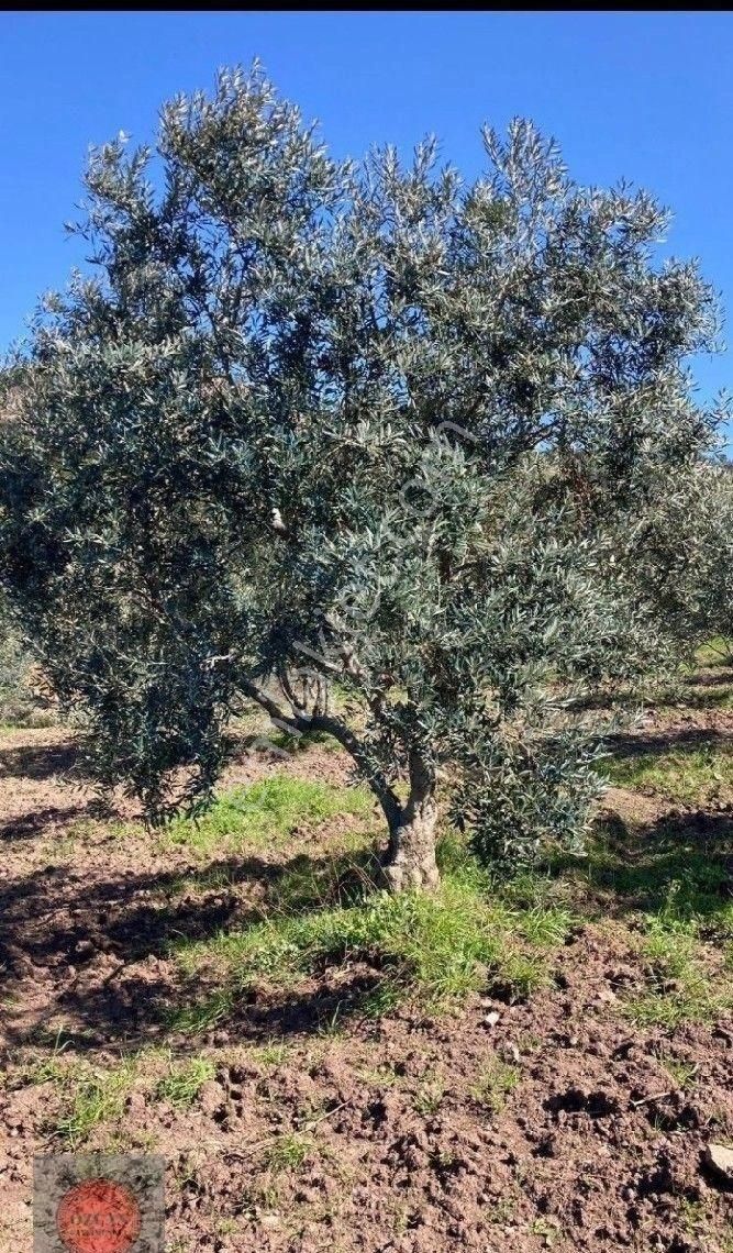 Balıkesir Gömeç Kum Kedik Mahallesinde Satılık Zeytinlik