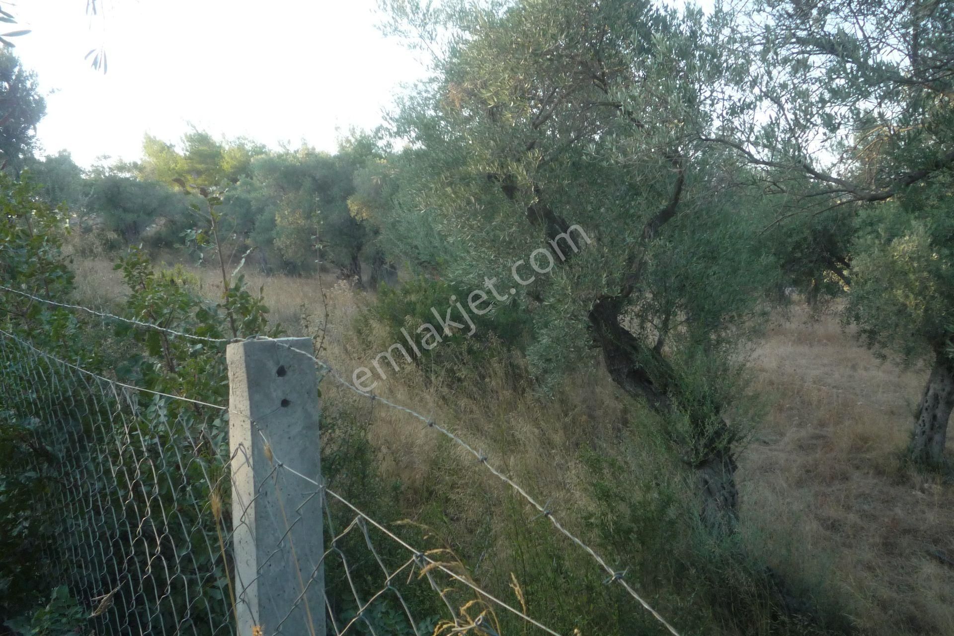 İzmir Torbalı Gold Emlaktan Satılık Yıymetli Yerde Tarla Ve Zeytinlik - Görsel 2