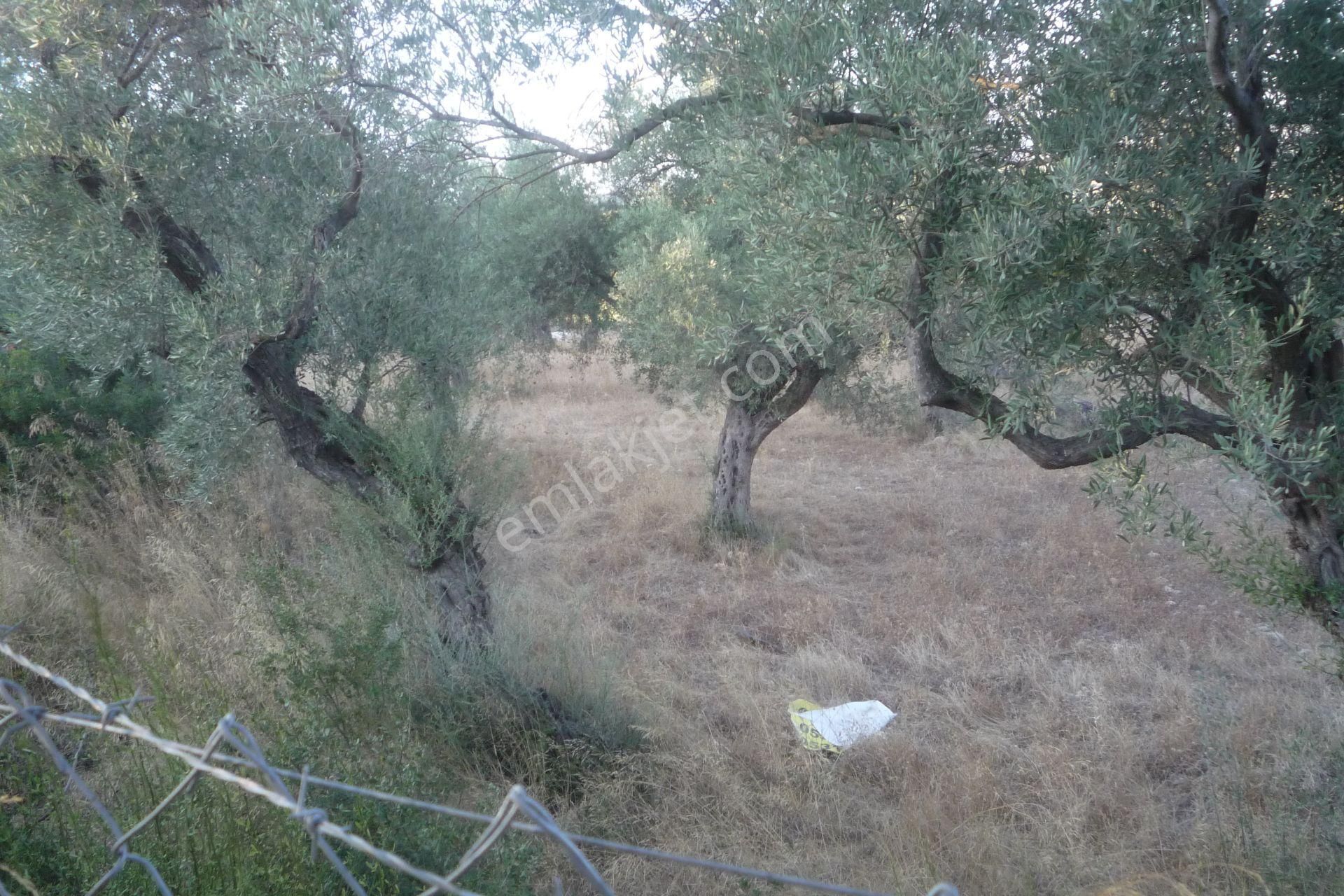 İzmir Torbalı Gold Emlaktan Satılık Yıymetli Yerde Tarla Ve Zeytinlik - Görsel 3