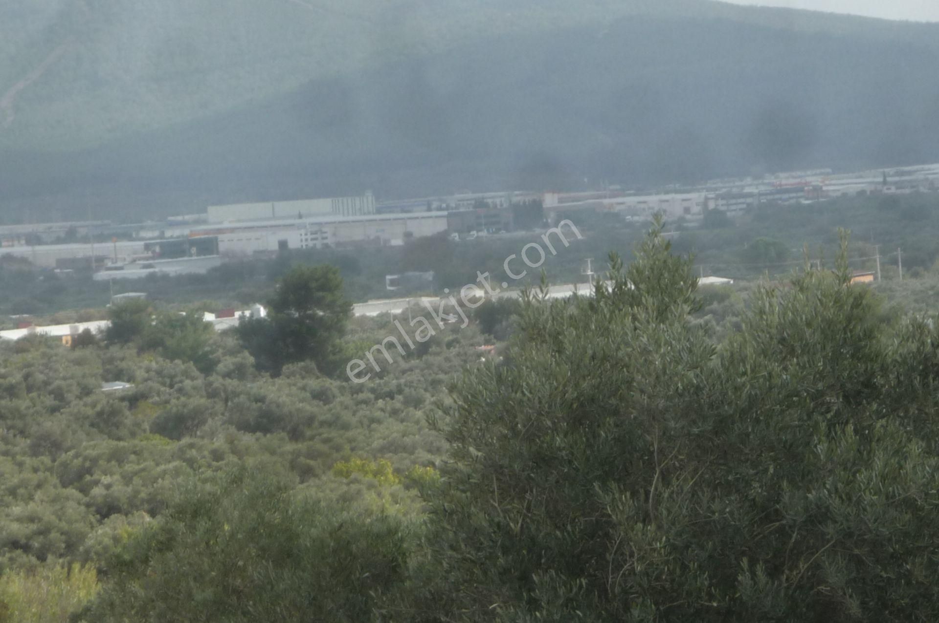 İzmir Torbalı Gold Emlaktan Satılık Zeytin Bahçesi... - Görsel 20