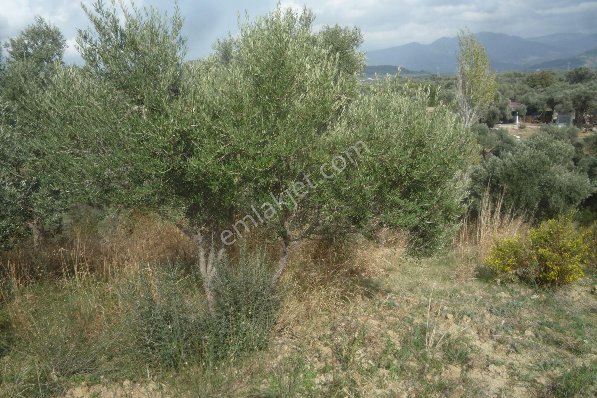 İzmir Torbalı Gold Emlaktan Satılık Zeytin Bahçesi... - Görsel 5