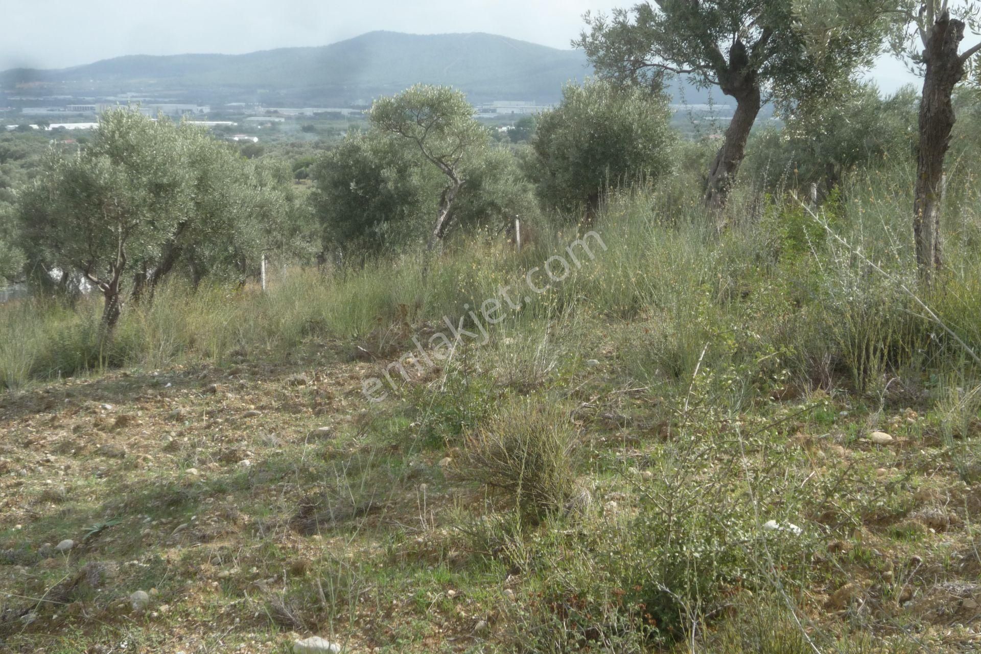 İzmir Torbalı Gold Emlaktan Satılık Zeytin Bahçesi... - Görsel 10