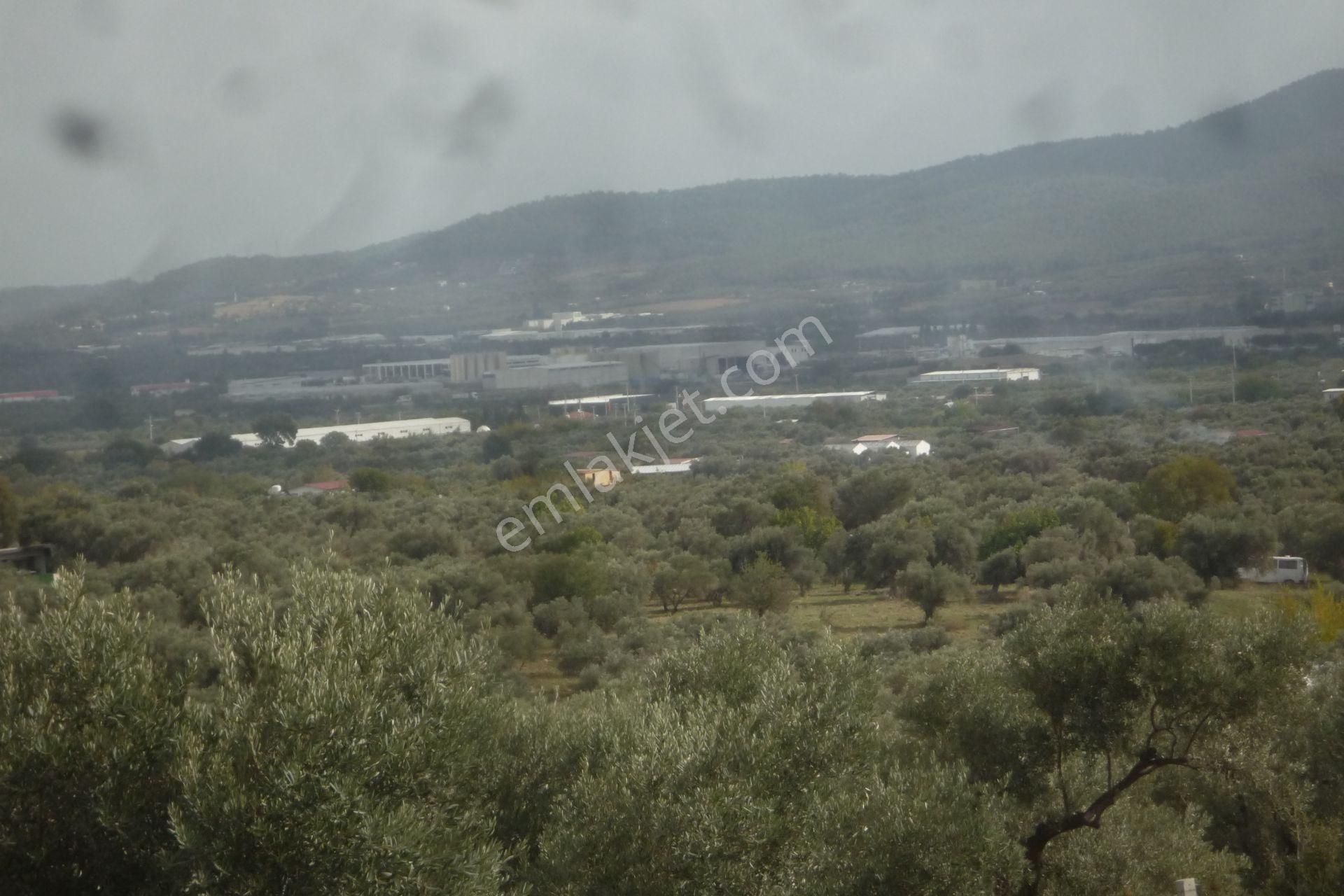 İzmir Torbalı Gold Emlaktan Satılık Zeytin Bahçesi... - Görsel 15