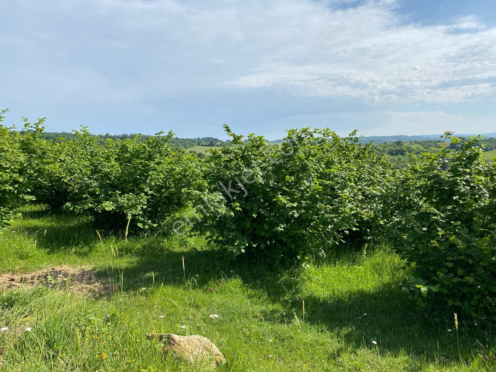 Kandıra Çalköy / 2266 M2 Fındıklık / Sahile Yakın