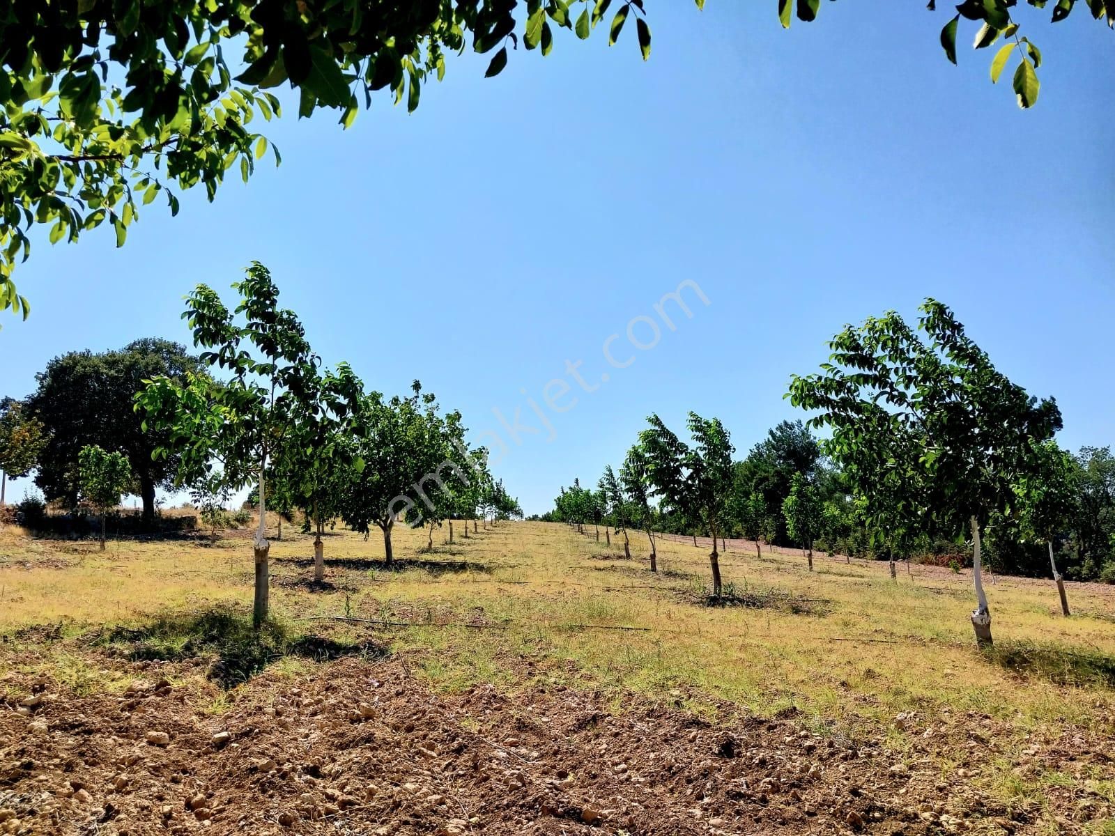 Karacaömerli Köyüne Yakın, Su Kuyulu, Ceviz Ağaçlı 13.303 M² Satılık Fırsat Tarla!