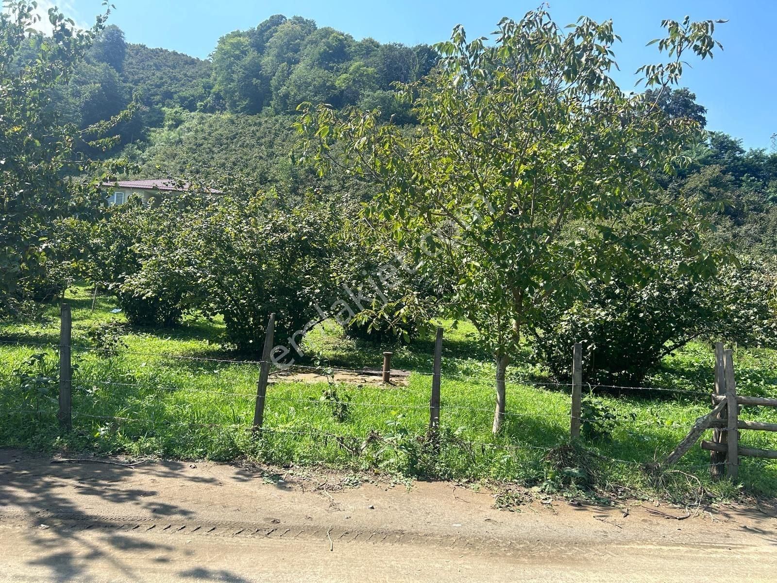 Samsun Terme Beşikli'de 6.543 M² Tek Tapulu Yatırımlık Tarla – Fındık Bahçesi Ve İmar Avantajı!