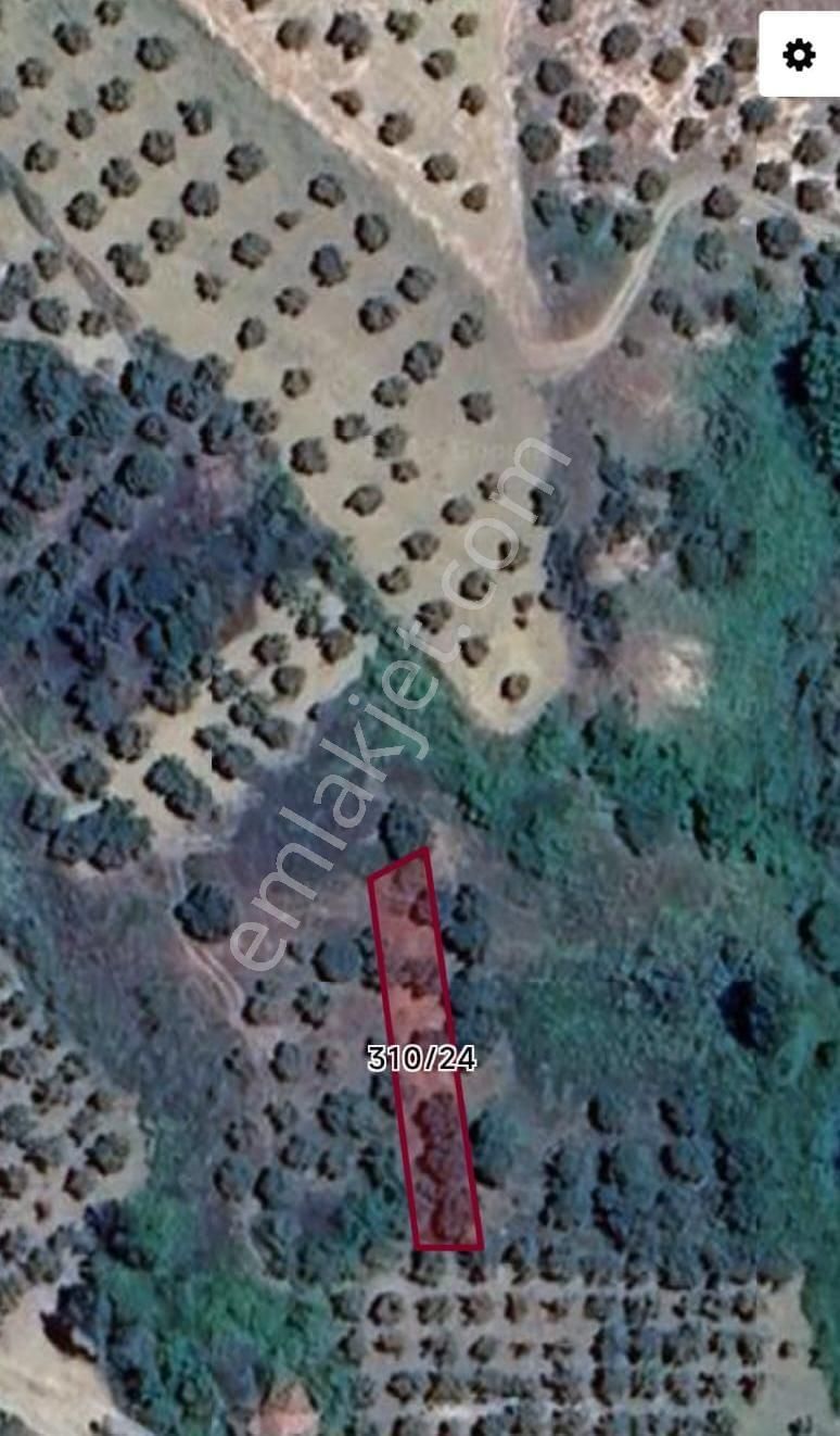 Şarköy Tepeköy Tek Tapu 253m2 Zeytinlik Kupon Yer