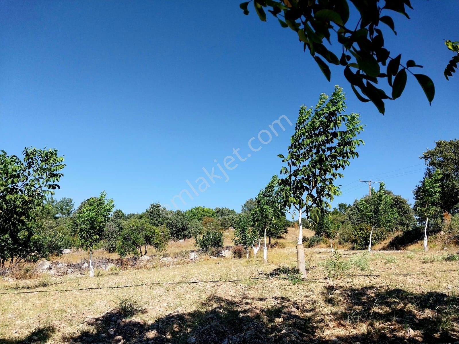 Ceviz Ağaçlı, Elektrikli, Yol Cepheli 11.903 M² Tek Tapu Tarla