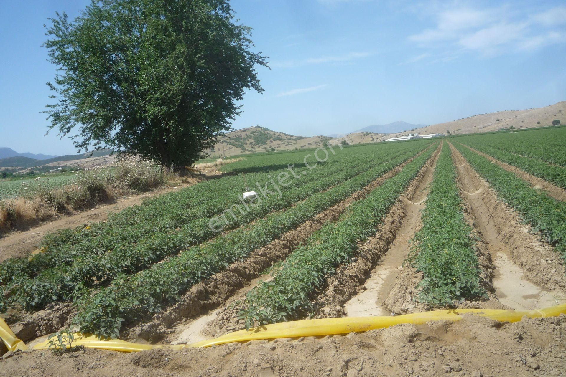 İzmir Torbalı Gold Emlaktan Tirede Satılık Kıymeli Tarla.. - Görsel 5