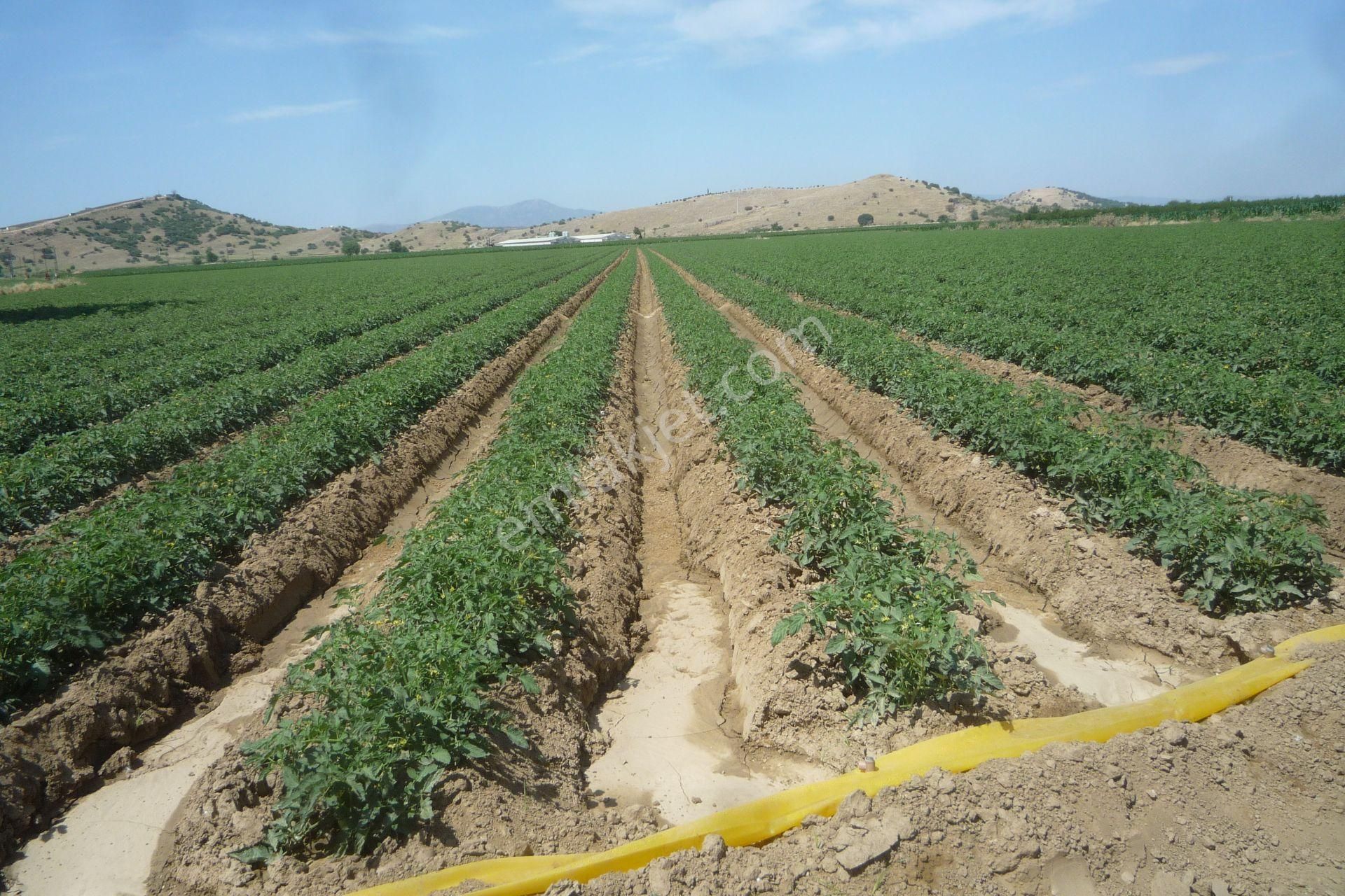 İzmir Torbalı Gold Emlaktan Tirede Satılık Kıymeli Tarla.. - Görsel 7