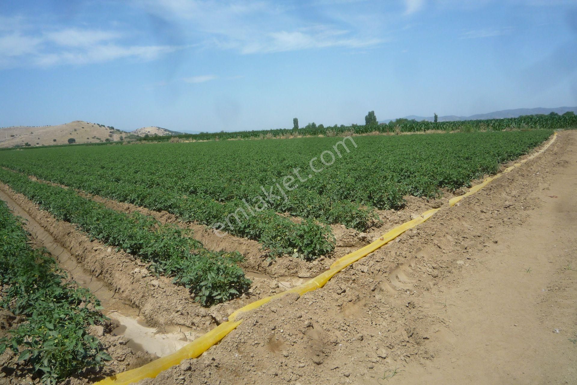 İzmir Torbalı Gold Emlaktan Tirede Satılık Kıymeli Tarla.. - Görsel 8