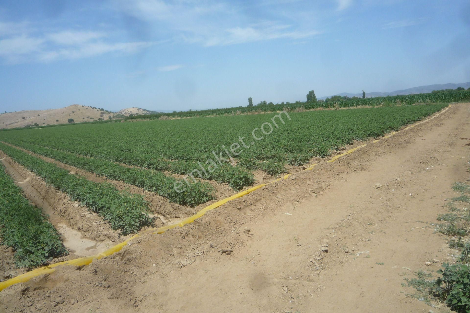 İzmir Torbalı Gold Emlaktan Tirede Satılık Kıymeli Tarla.. - Görsel 4