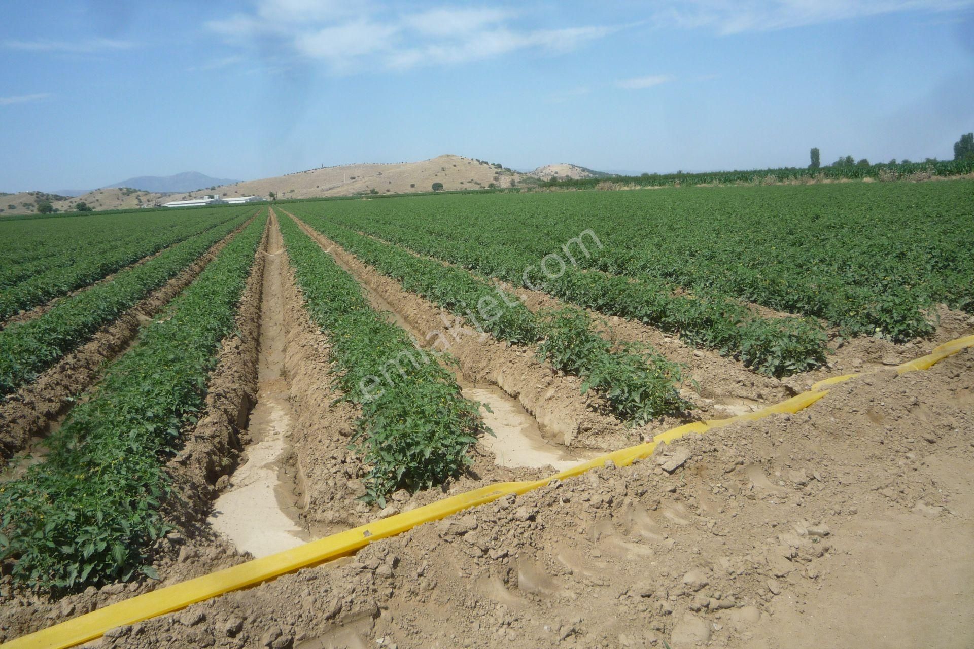 İzmir Torbalı Gold Emlaktan Tirede Satılık Kıymeli Tarla.. - Görsel 6