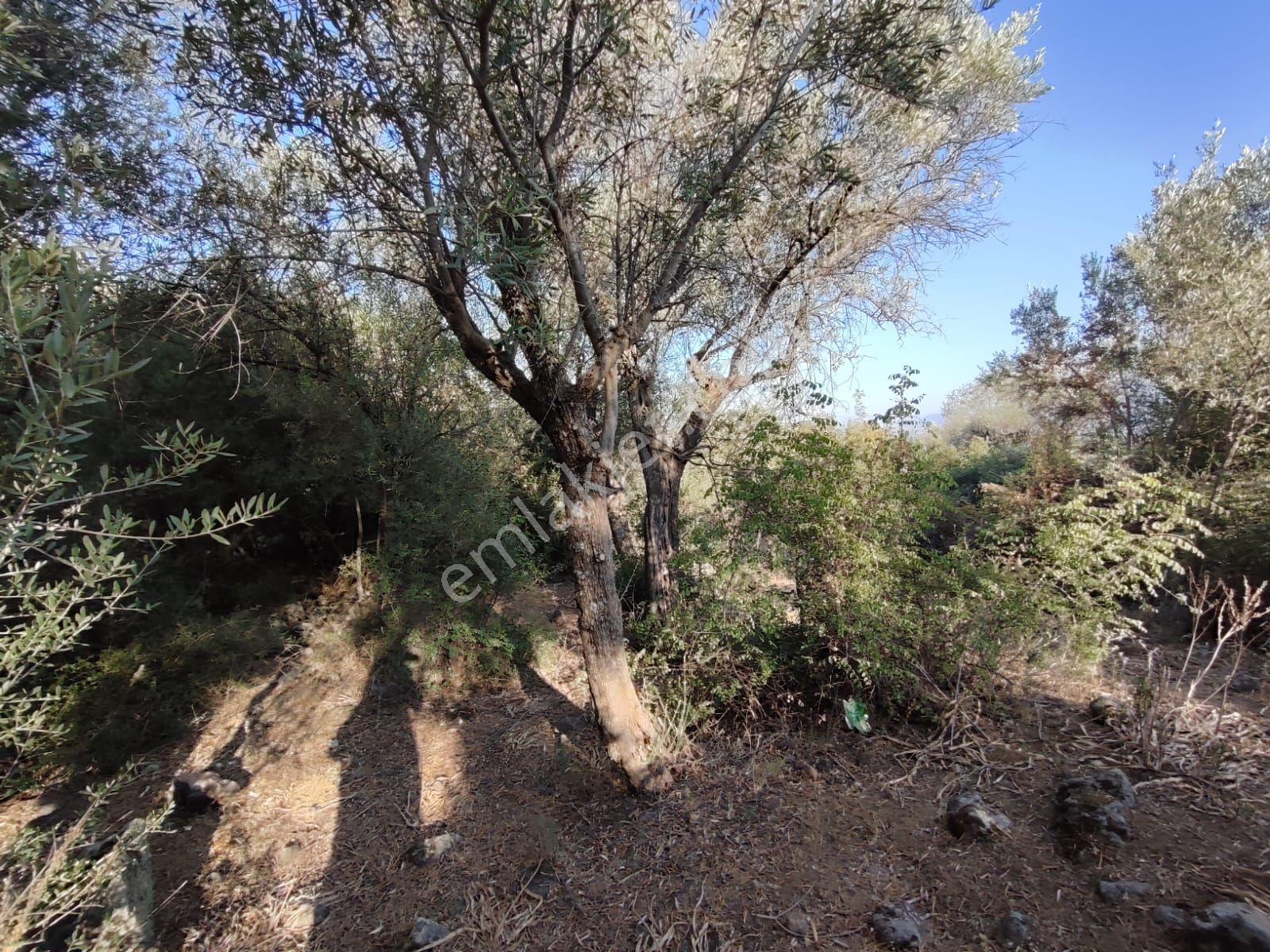Satılık Tarla Manisa Kale Köyünde 9050 M2 - Görsel 23