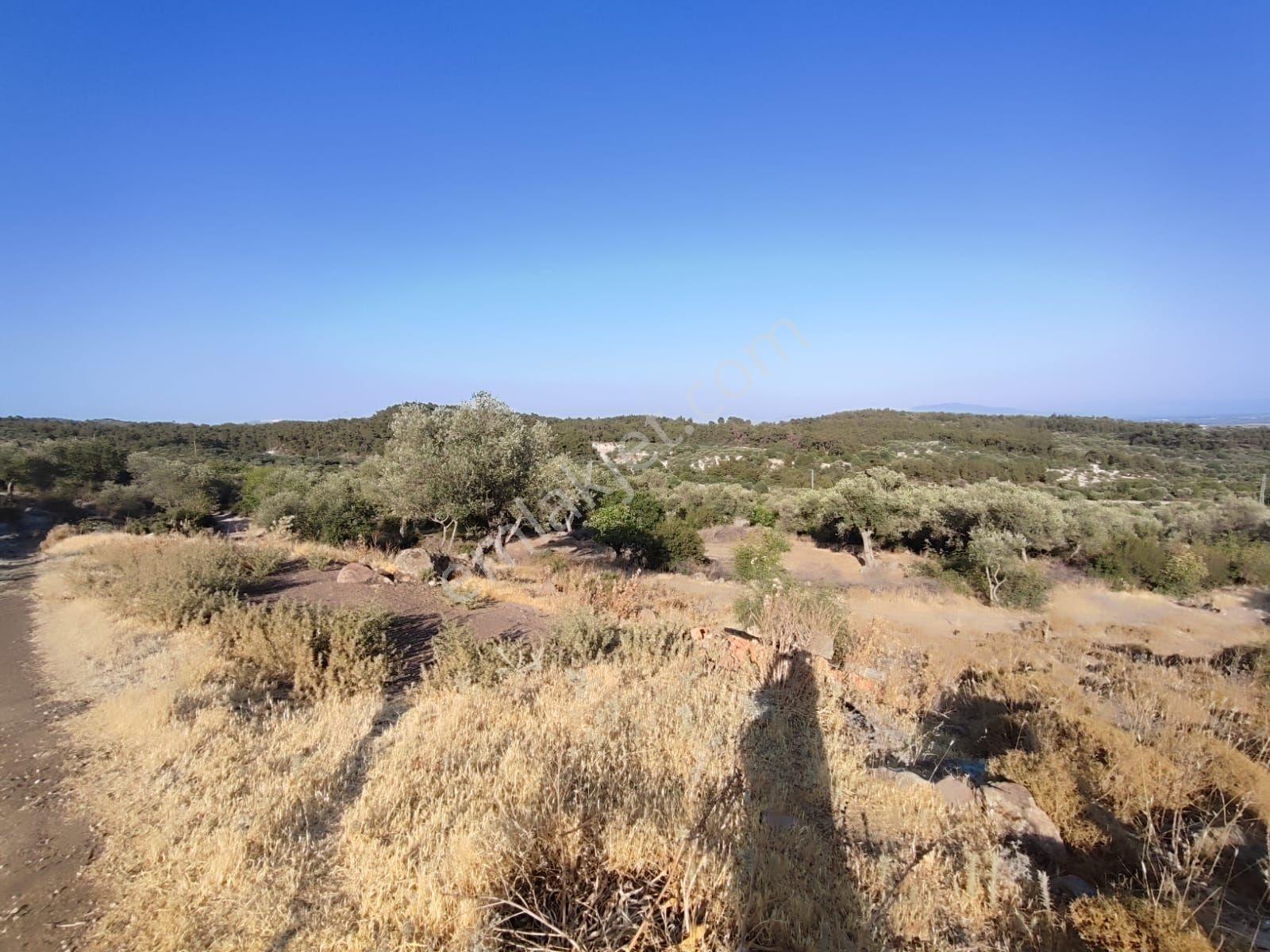 Satılık Tarla Manisa Kale Köyünde 9050 M2 - Görsel 7
