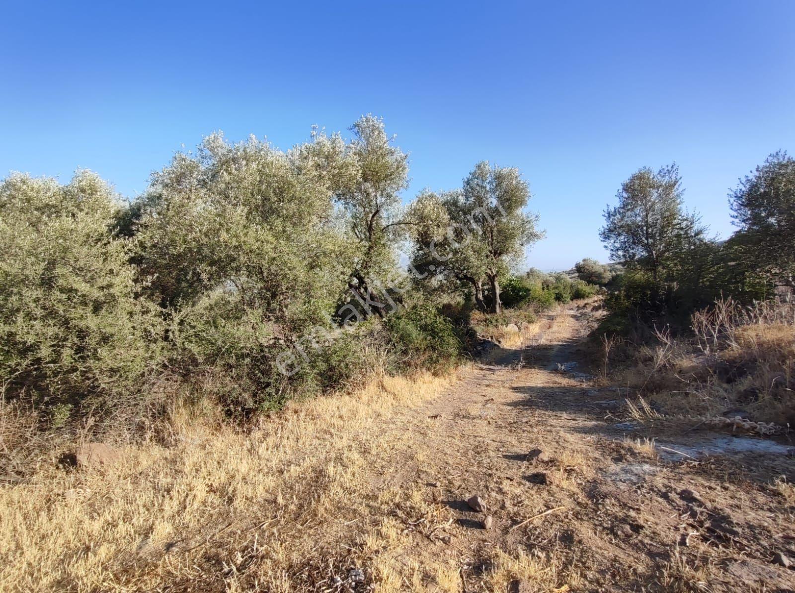 Satılık Tarla Manisa Kale Köyünde 9050 M2 - Görsel 9