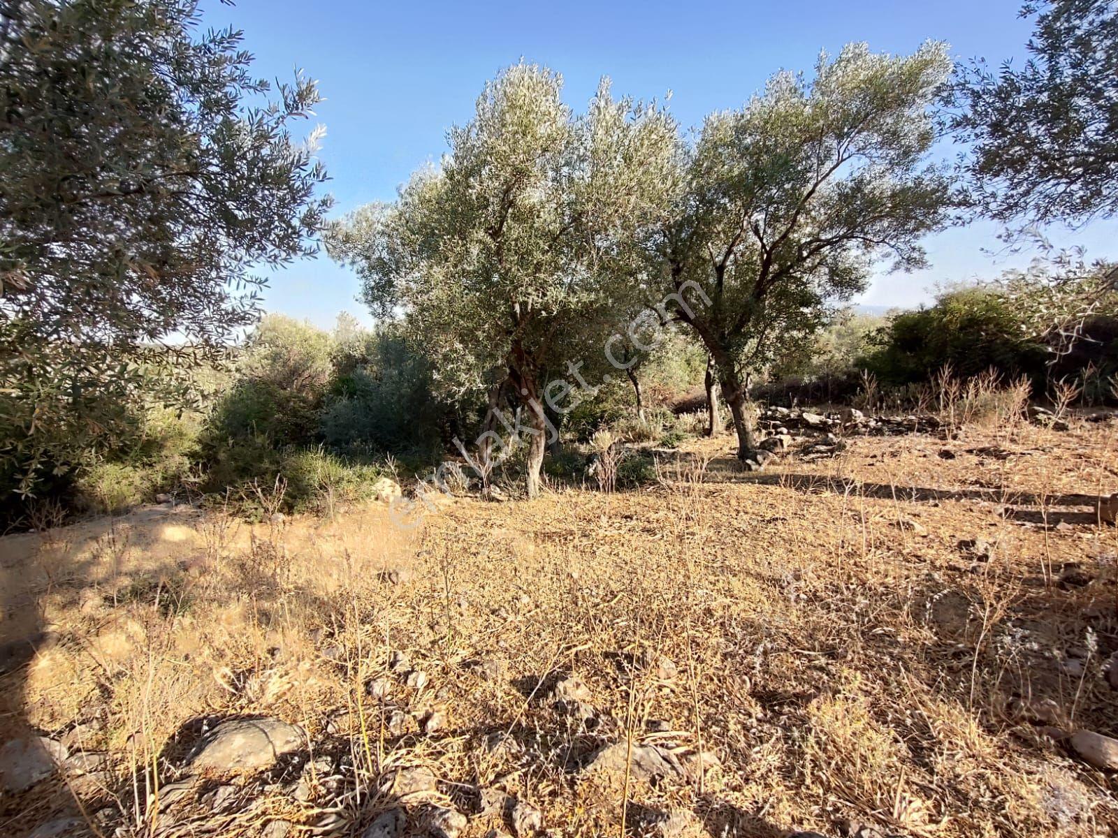 Satılık Tarla Manisa Kale Köyünde 9050 M2 - Görsel 19
