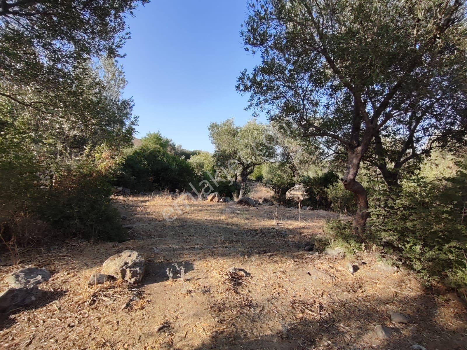 Satılık Tarla Manisa Kale Köyünde 9050 M2 - Görsel 16