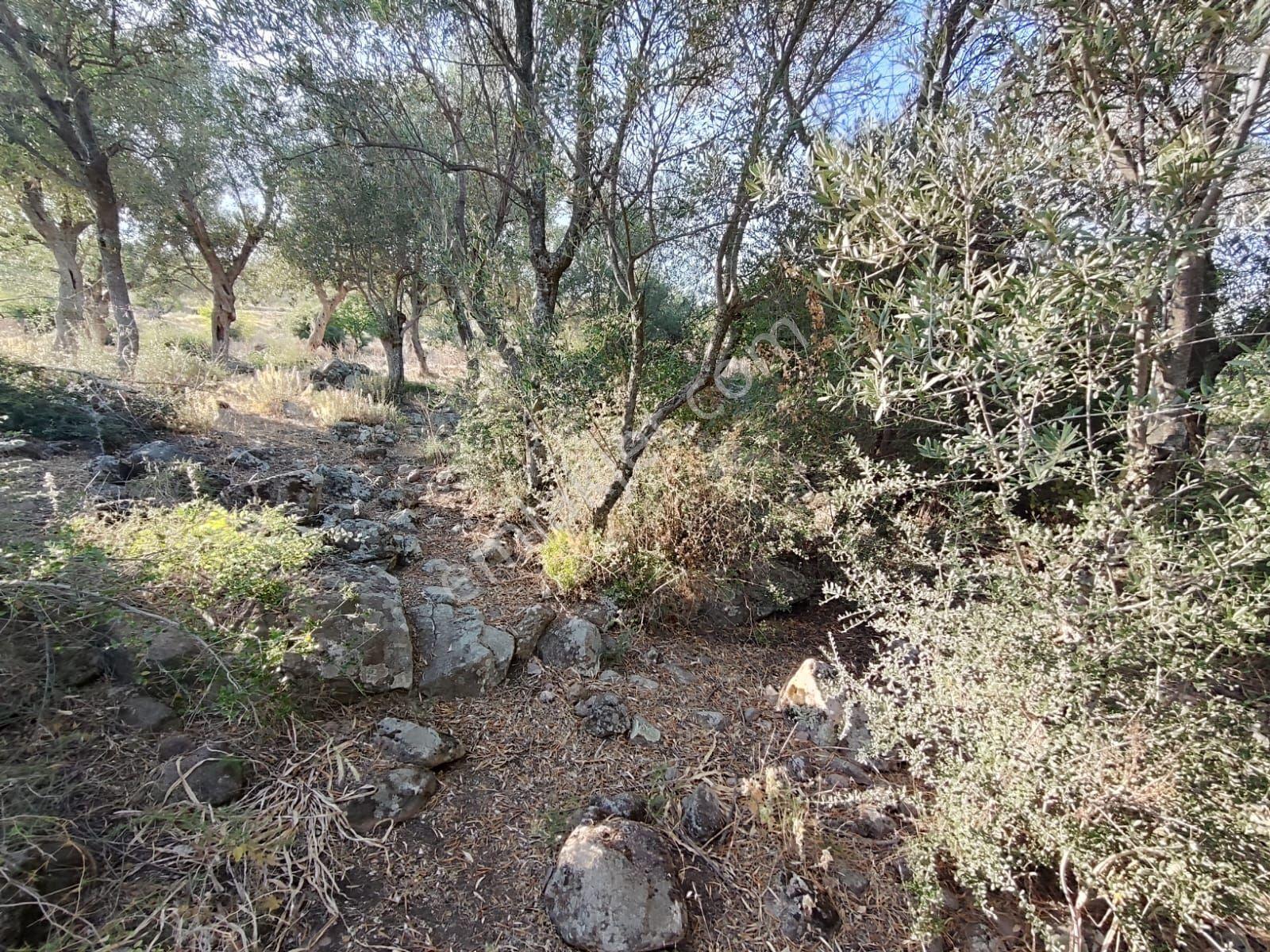 Satılık Tarla Manisa Kale Köyünde 9050 M2 - Görsel 25