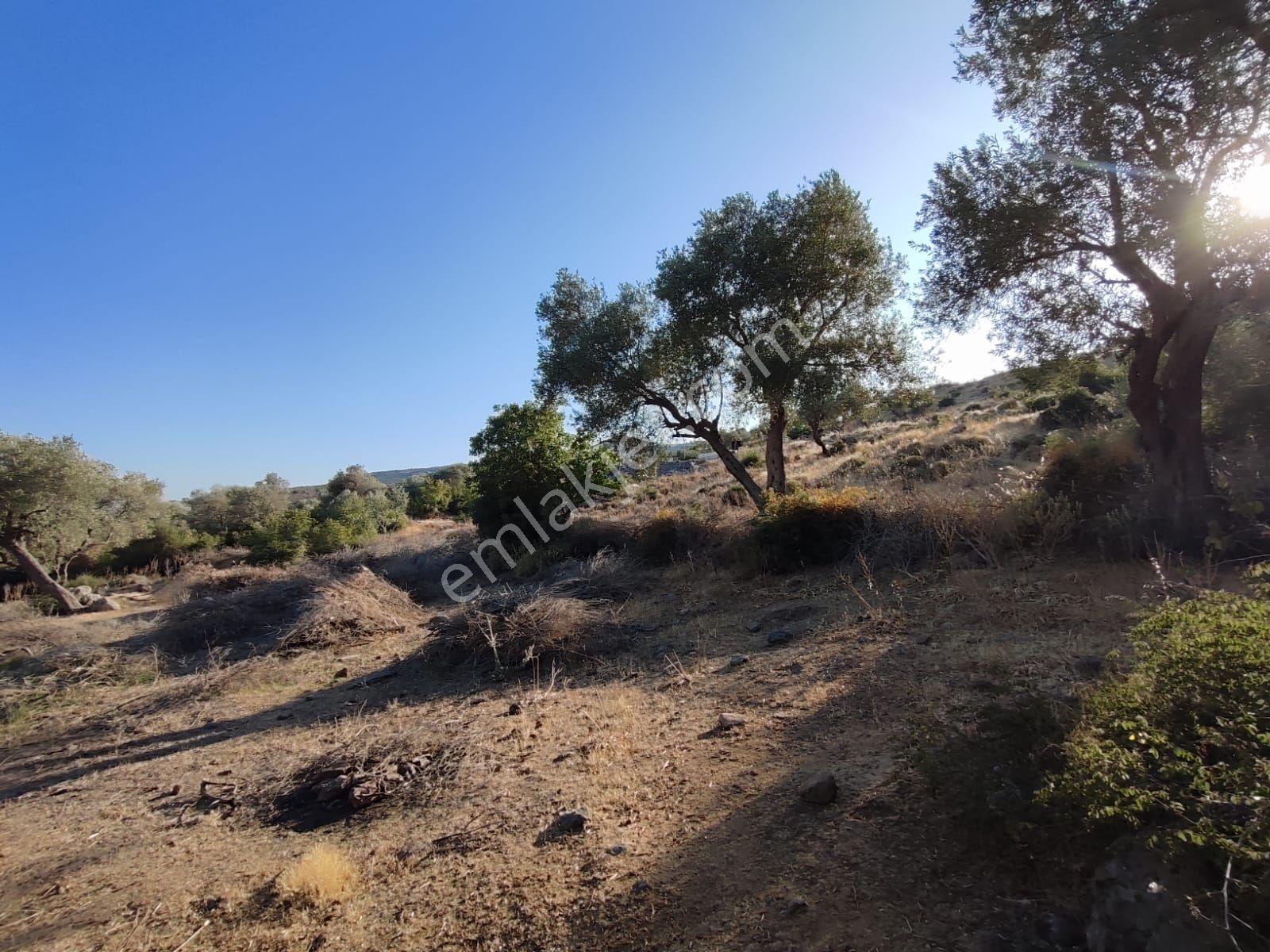 Satılık Tarla Manisa Kale Köyünde 9050 M2 - Görsel 13