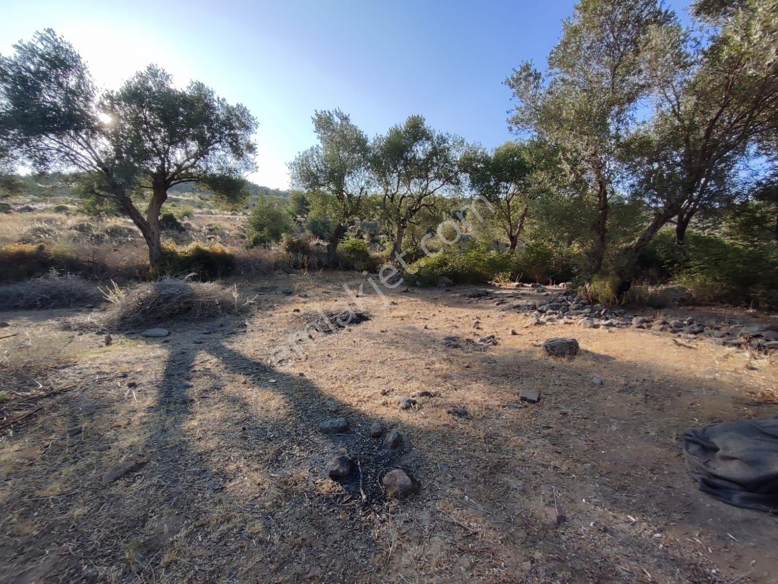 Satılık Tarla Manisa Kale Köyünde 9050 M2 - Görsel 18