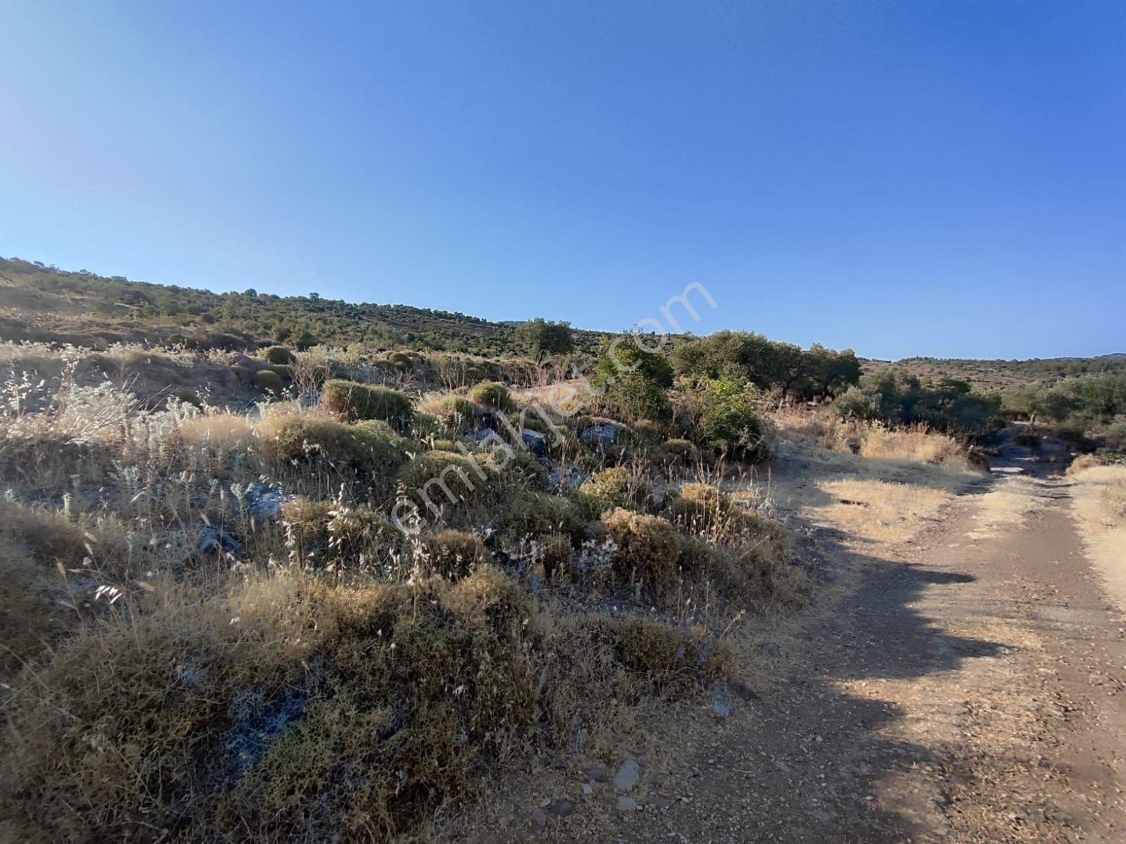 Satılık Tarla Manisa Kale Köyünde 9050 M2 - Görsel 6