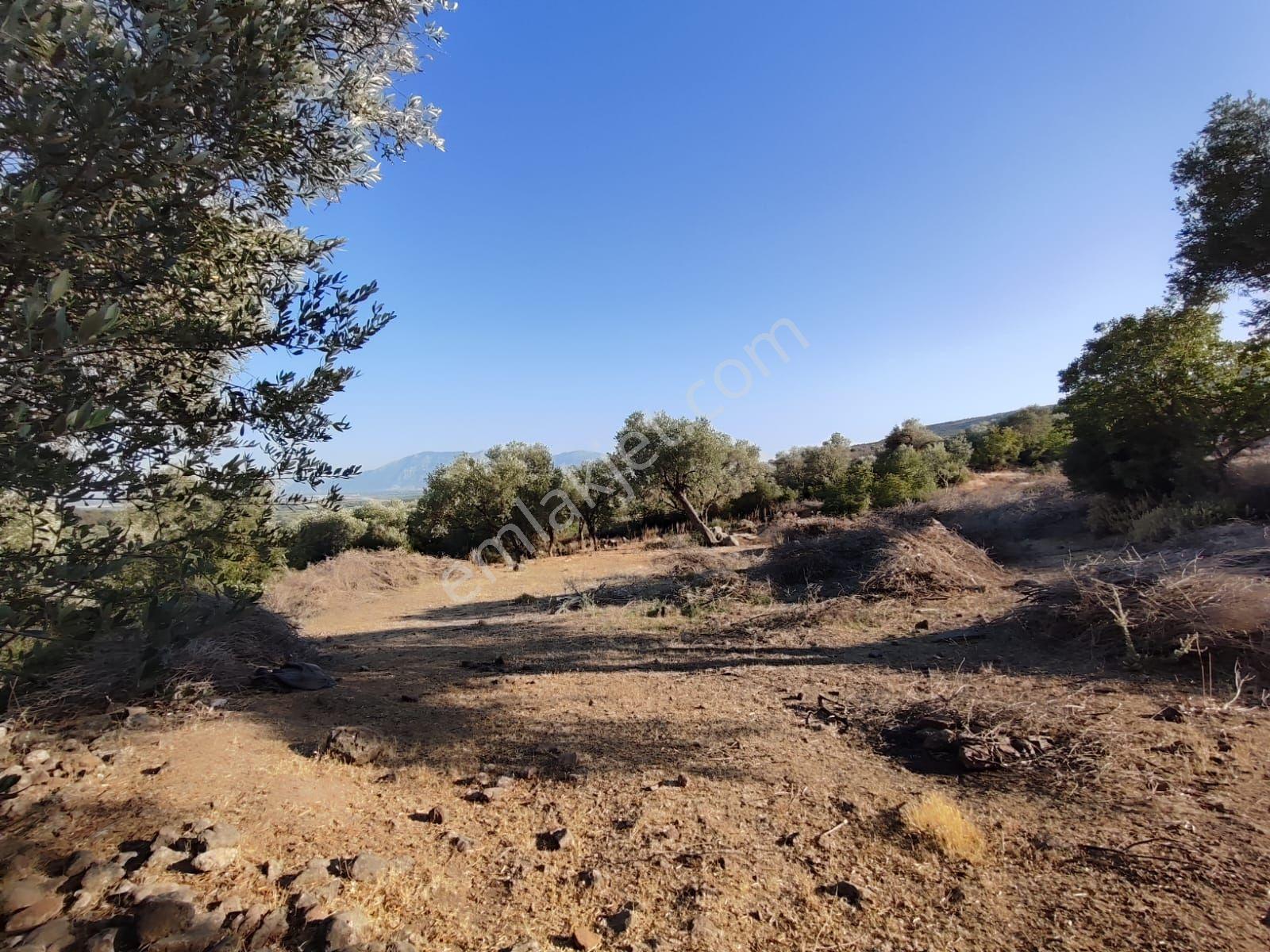 Satılık Tarla Manisa Kale Köyünde 9050 M2 - Görsel 15