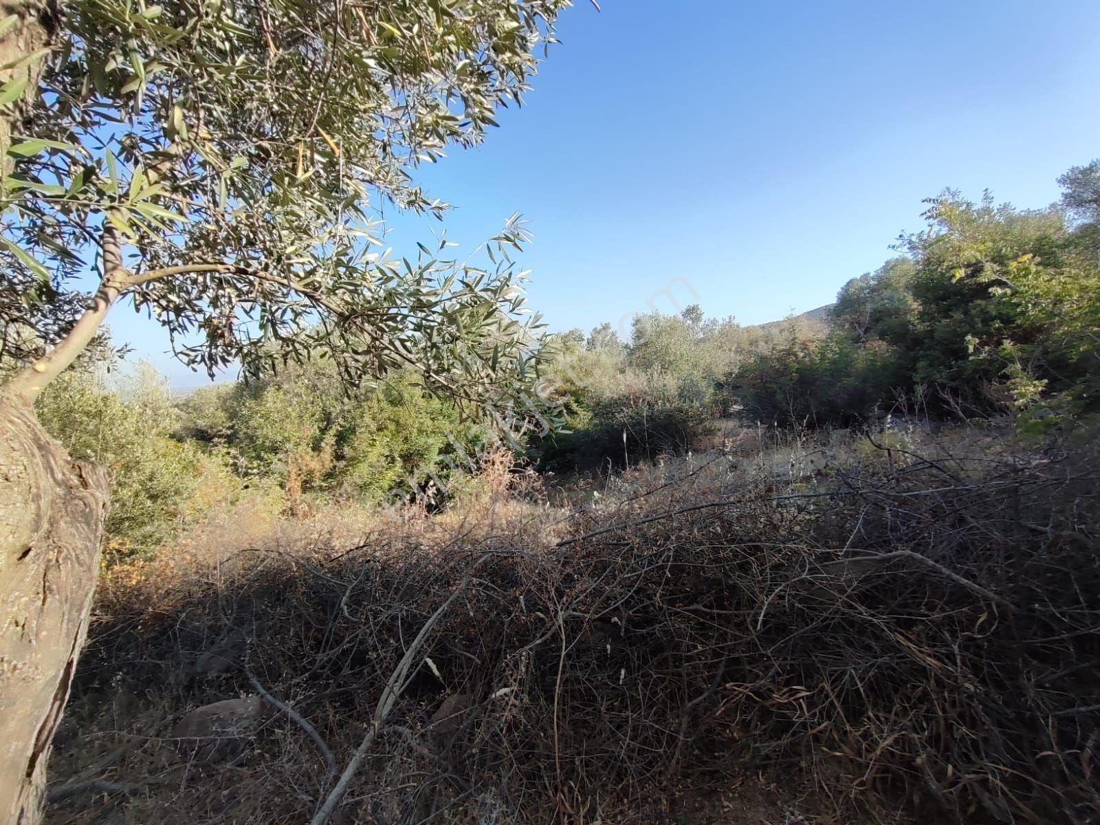 Satılık Tarla Manisa Kale Köyünde 9050 M2 - Görsel 22