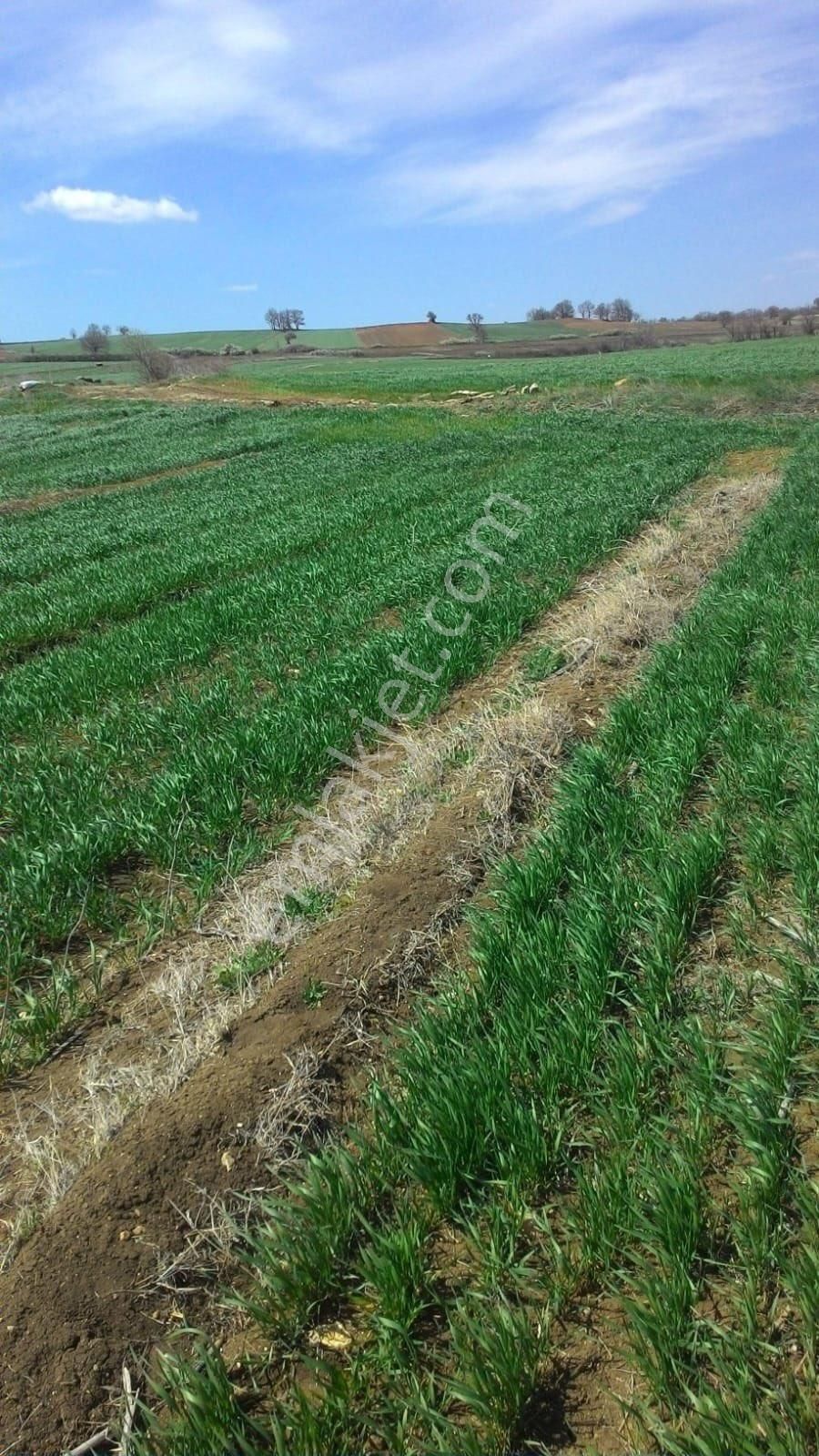 Kırklareli Vize Soğulcak Köyünde Satılık Tarla