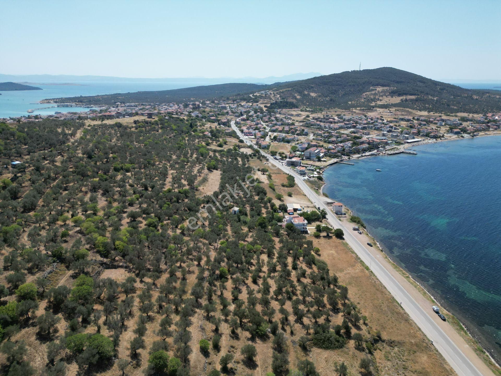 Cunda Adasında Satılık Doğa Harikası Zeytinlik