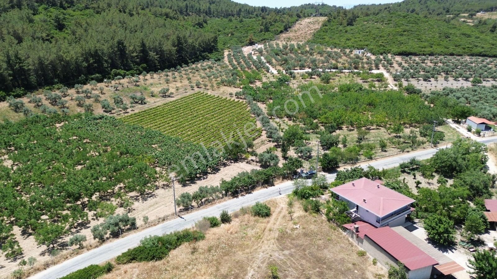 Yeniköy'de Anayol Cepheli, Altyapısı Hazır, Tarıma Uygun Geniş Arazi
