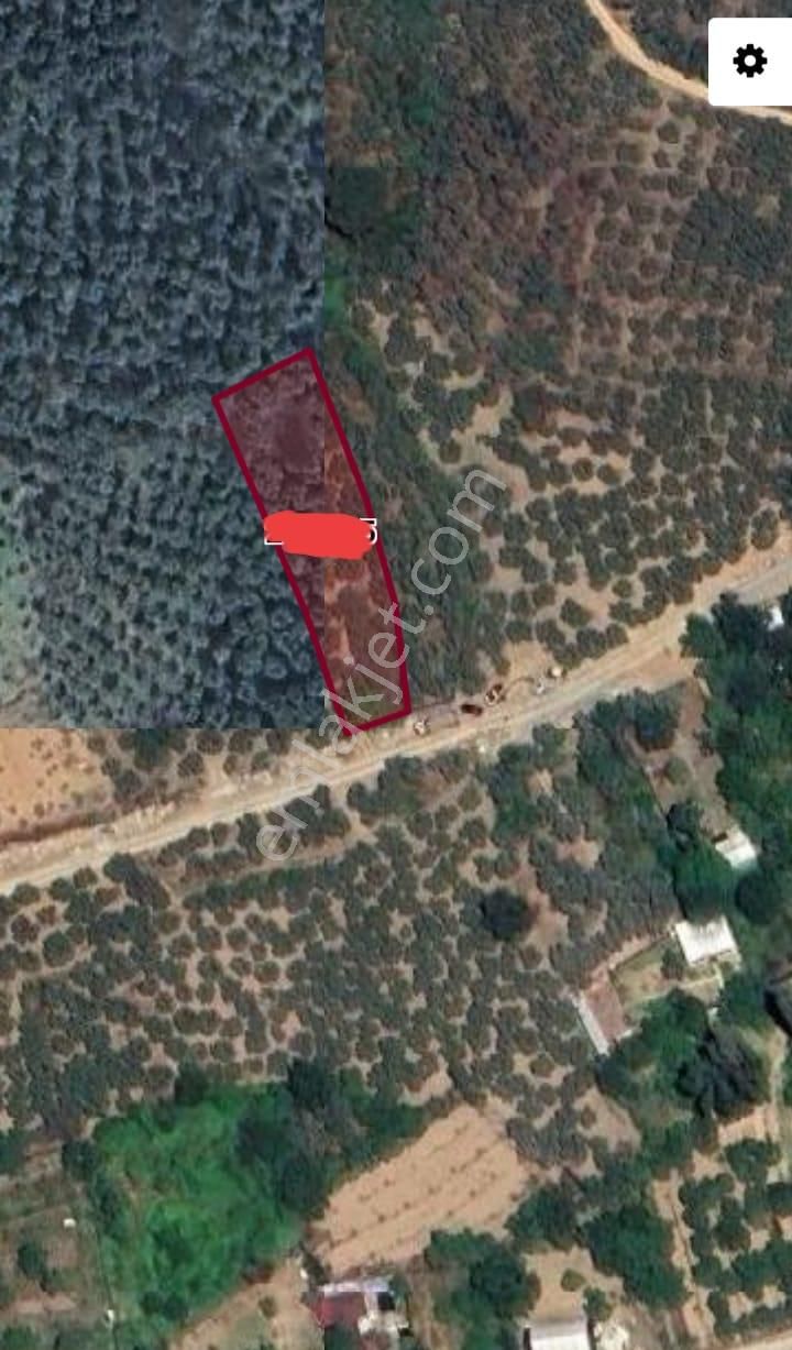 Küçük Kumla Haydariye Yolu Üzerinde Satılık Zeytinlik - Görsel 2