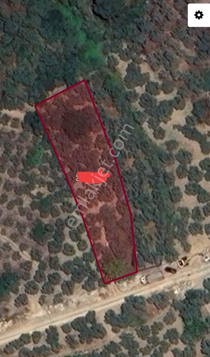 Küçük Kumla Haydariye Yolu Üzerinde Satılık Zeytinlik - Görsel 3