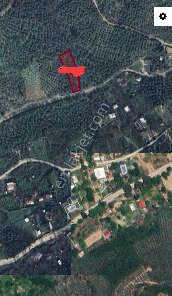Küçük Kumla Haydariye Yolu Üzerinde Satılık Zeytinlik