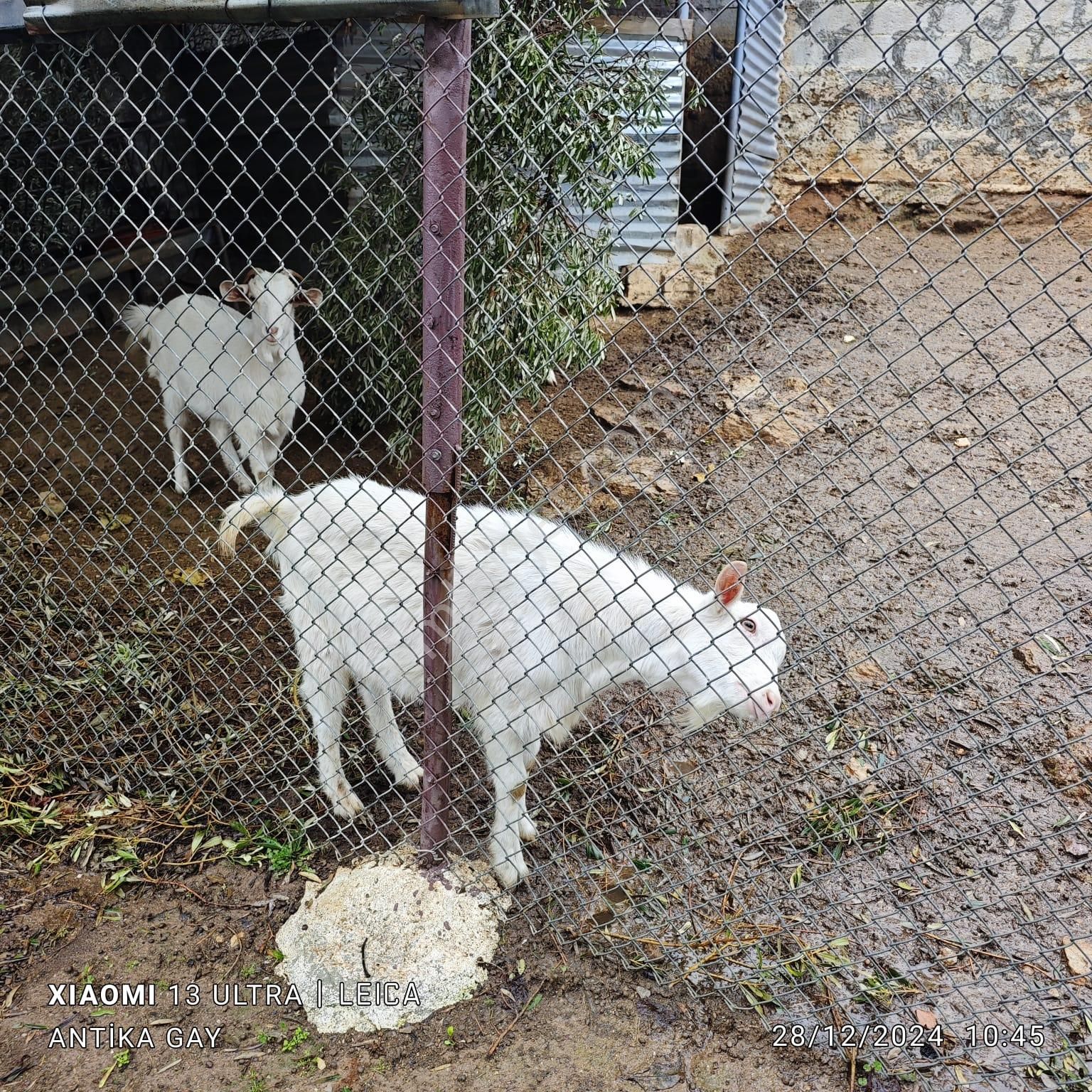 Antika Gayrimenkul'den Kaymakçı Mahallesin'de Kiralık Müstakilev - Görsel 14